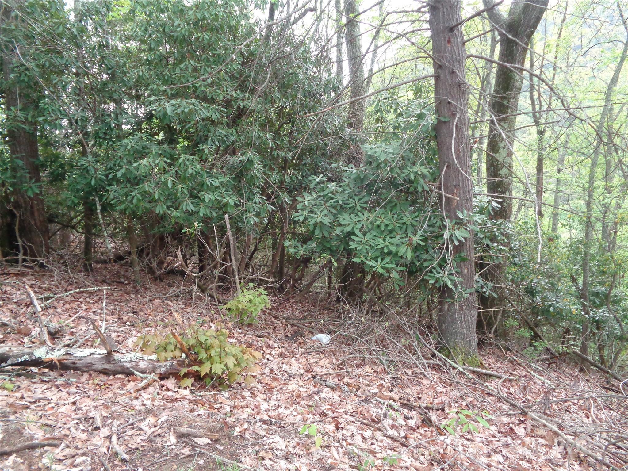 0 Promiseland Road Canton, NC 28716 - Photo 6 of 22 a view of a forest filled with trees