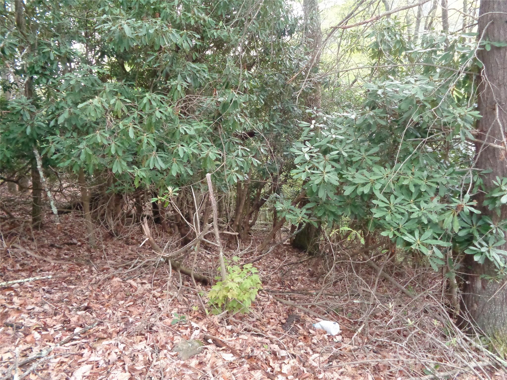 0 Promiseland Road Canton, NC 28716 - Photo 8 of 22 a backyard of a house with lots of green space