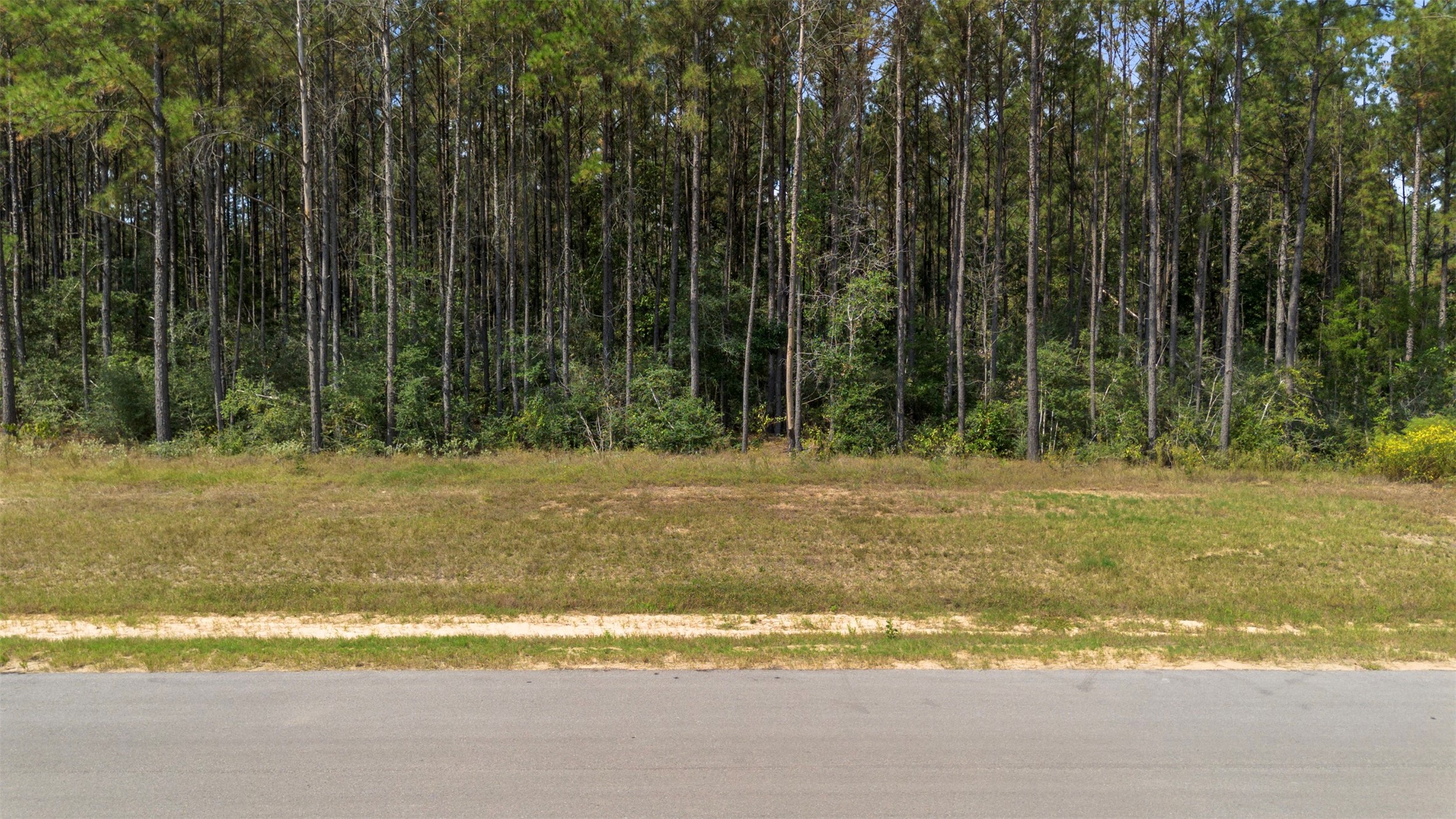 15896 Ridge Oak Road Willis, TX 77378 - Photo 21 of 23 a view of a yard with large trees