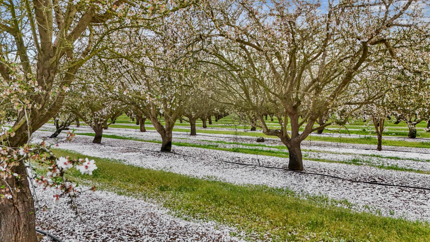 3320 Durham Ferry Road Tracy, CA 95304 - Photo 72 of 77 a view of a yard with tree s