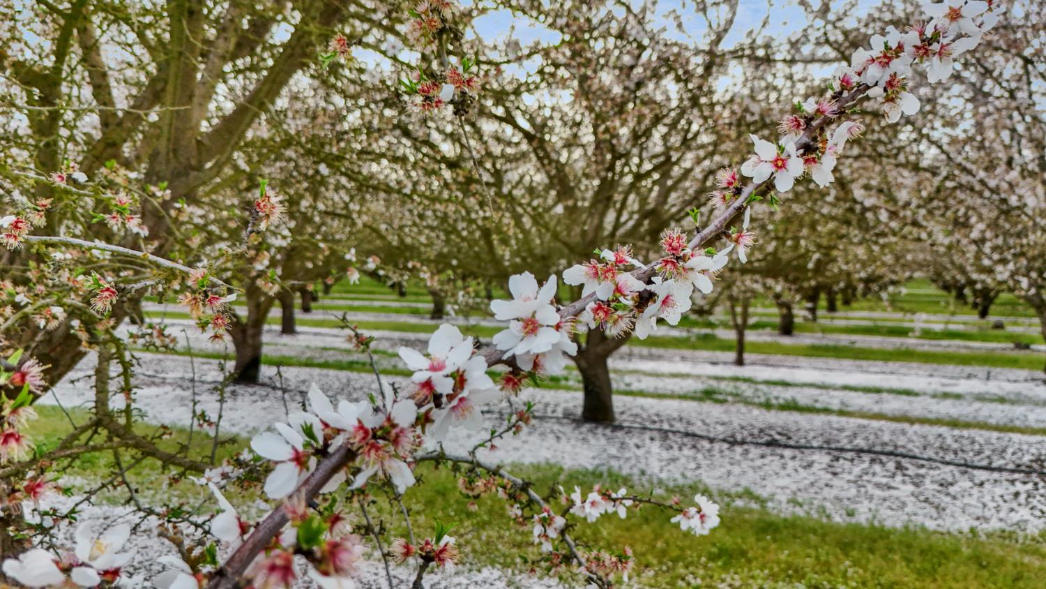 3320 Durham Ferry Road Tracy, CA 95304 - Photo 73 of 77 a view of a park with large trees