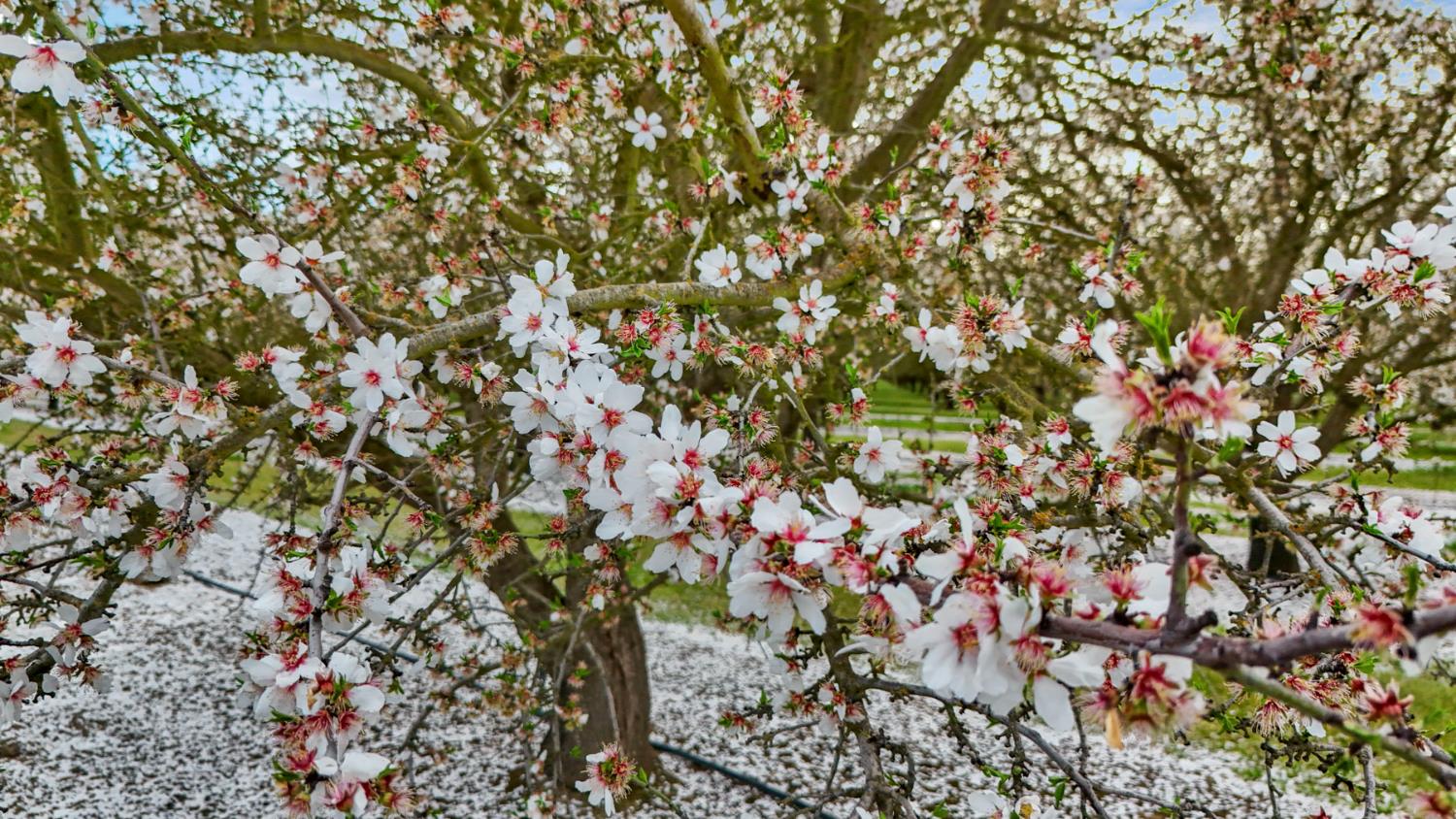 3320 Durham Ferry Road Tracy, CA 95304 - Photo 74 of 77