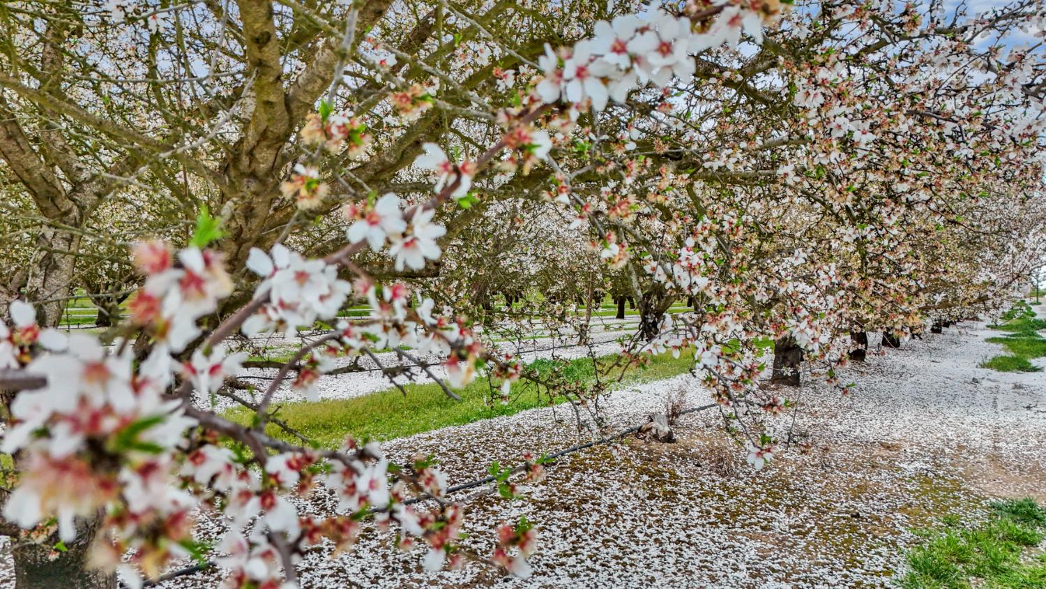 3320 Durham Ferry Road Tracy, CA 95304 - Photo 75 of 77 a view of a park with large trees