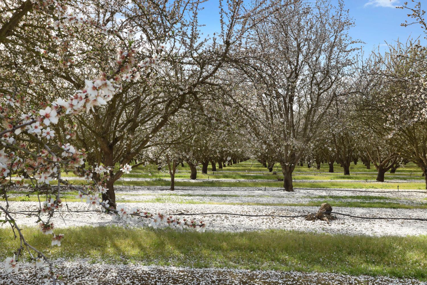 3320 Durham Ferry Road Tracy, CA 95304 - Photo 77 of 77 a view of a park with large trees