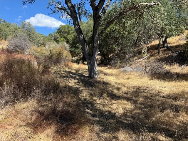 a view of a yard covered with trees