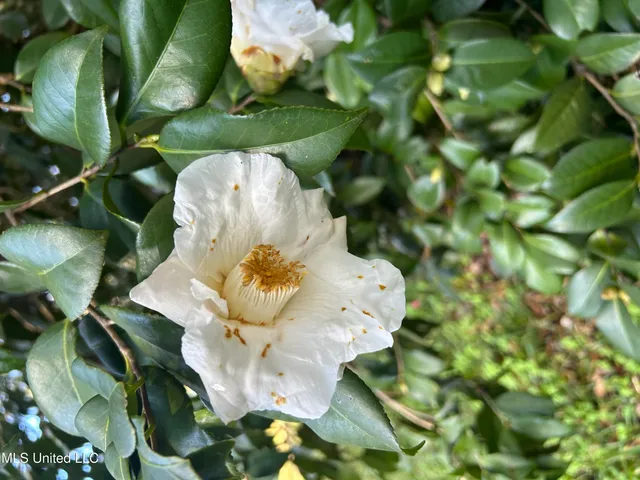 $275,000 | 3607 Highway 43a, Silver Creek, MS 39663