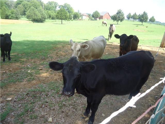 34700 Ardmore Ridge Road Ardmore, TN 38449 - Photo 15 of 16