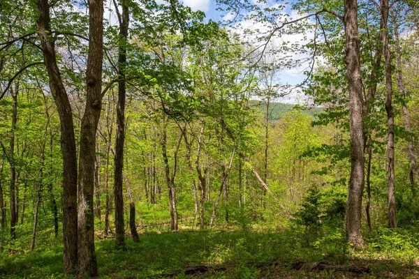 $252,000 | 0 Church Mountain Lane, Fulks Run, VA 22830