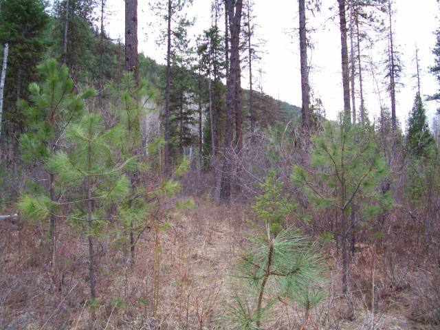 Tbd Sand Creek Road Kettle Falls, WA 99141 - Photo 3 of 9 Gallery Image 3