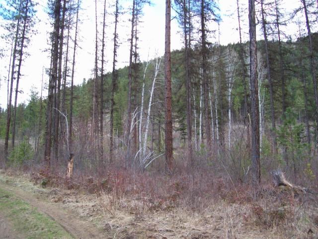 Tbd Sand Creek Road Kettle Falls, WA 99141 - Photo 8 of 9 Gallery Image 8