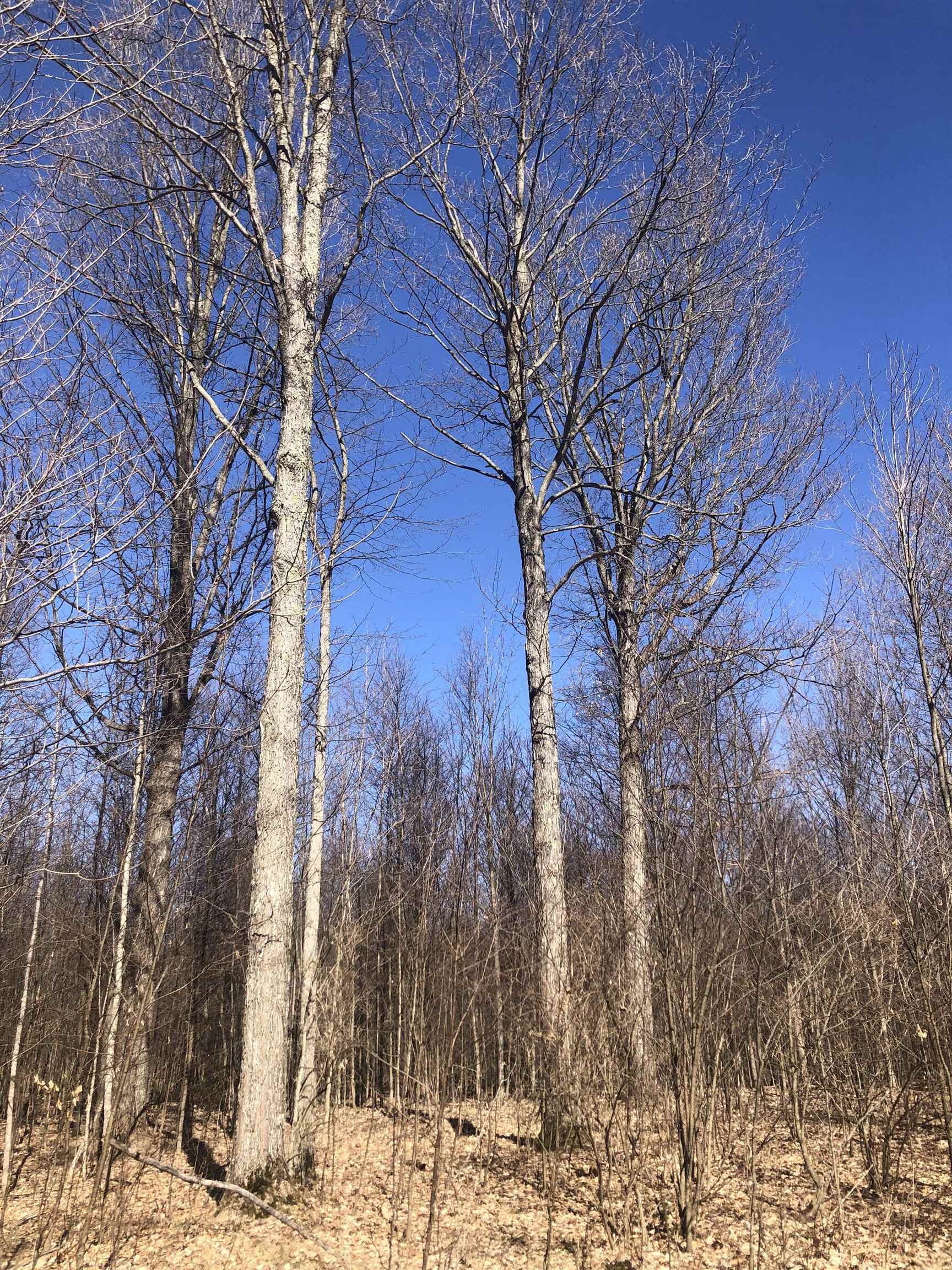 9 South 9 Mile Road Copemish, MI 49625 - Photo 13 of 35