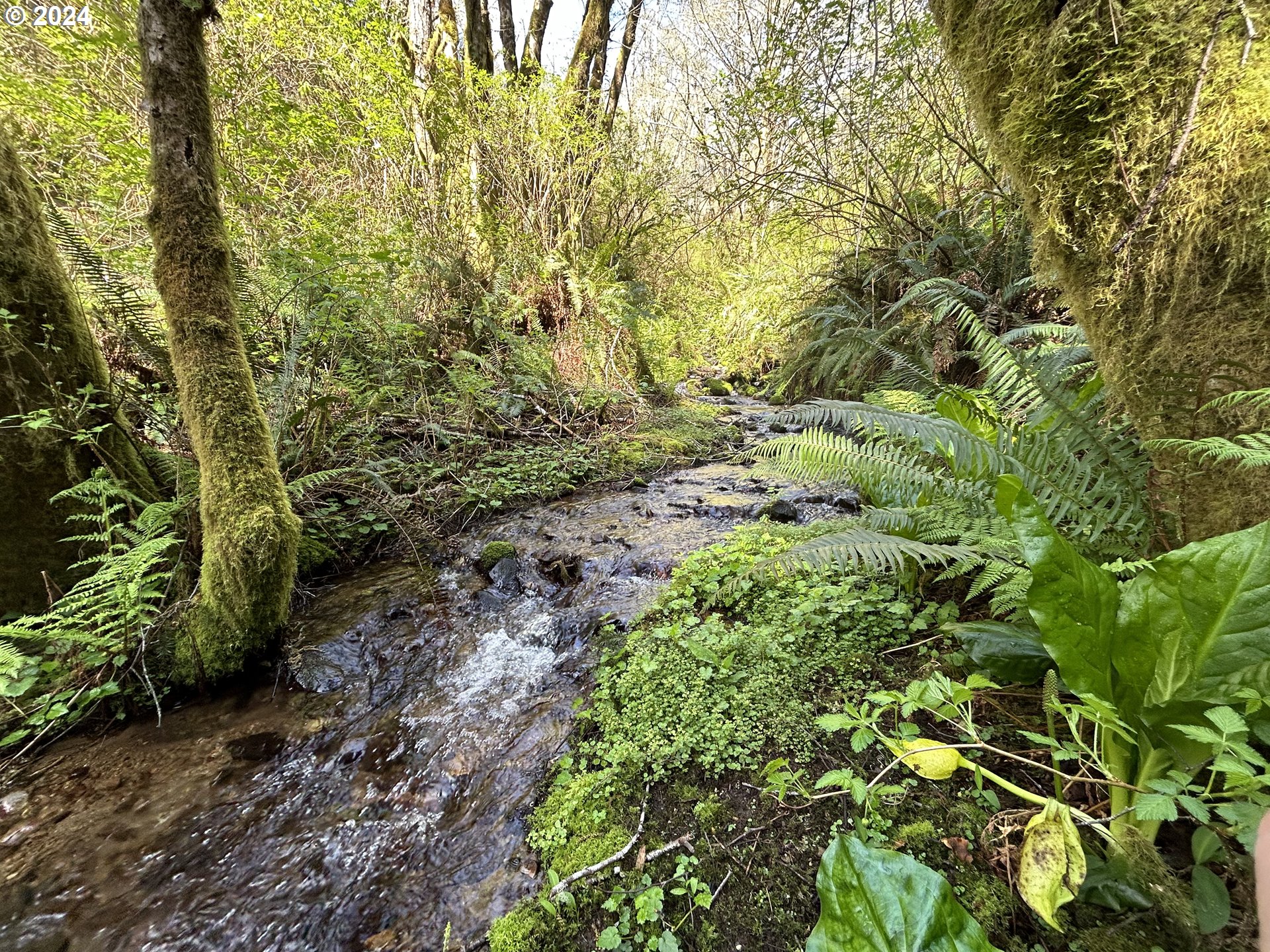 89915 Ben Bunch Road Florence, OR 97439 - Photo 5 of 33 a view of a garden with plants and large trees