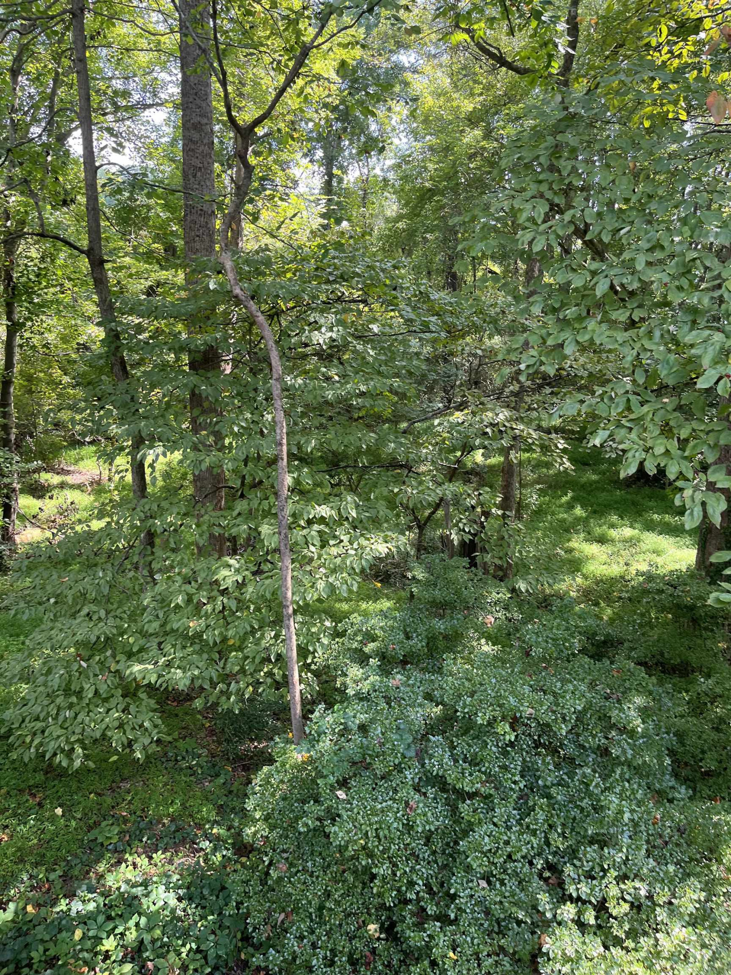 4005 Lake Springs Court Raleigh, NC 27613 - Photo 37 of 38 Wooded private yard