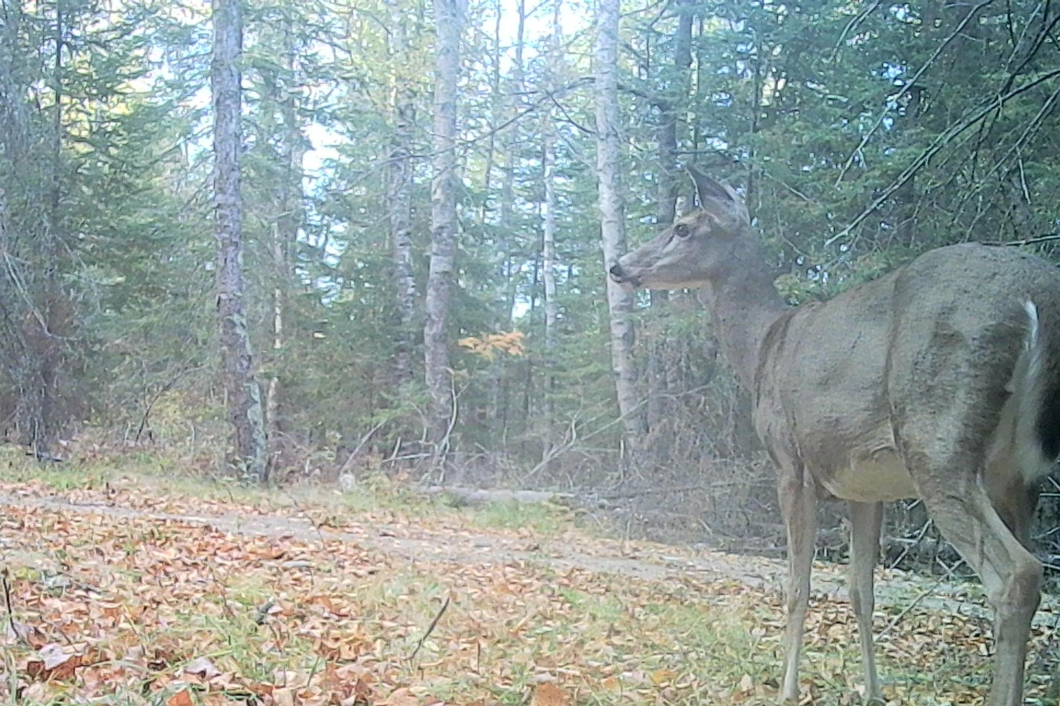 26810 North Hart Lake Road Pengilly, MN 55775 - Photo 25 of 67
