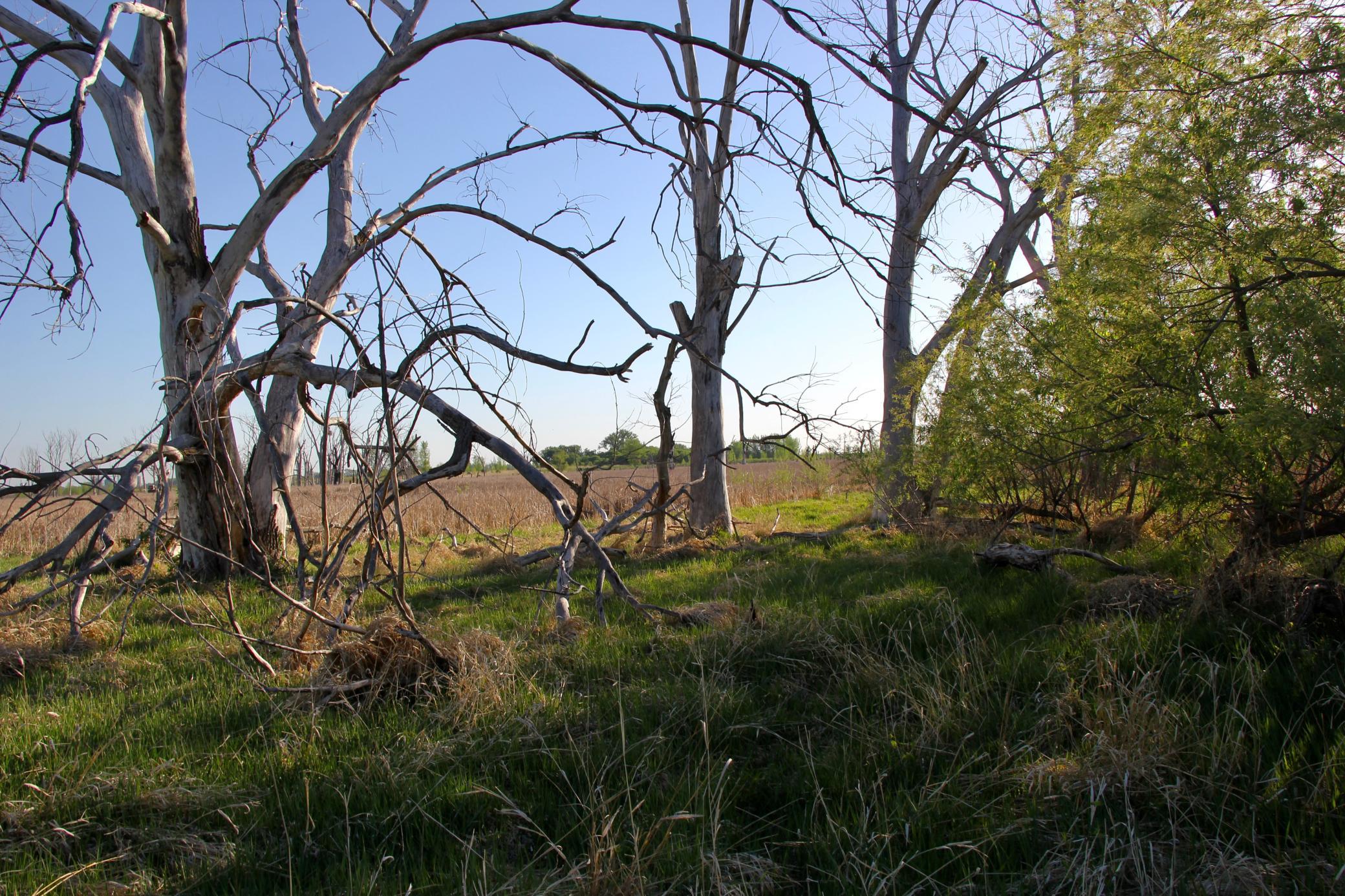 14 Co Highway 14 Madison, MN 56256 - Photo 4 of 31