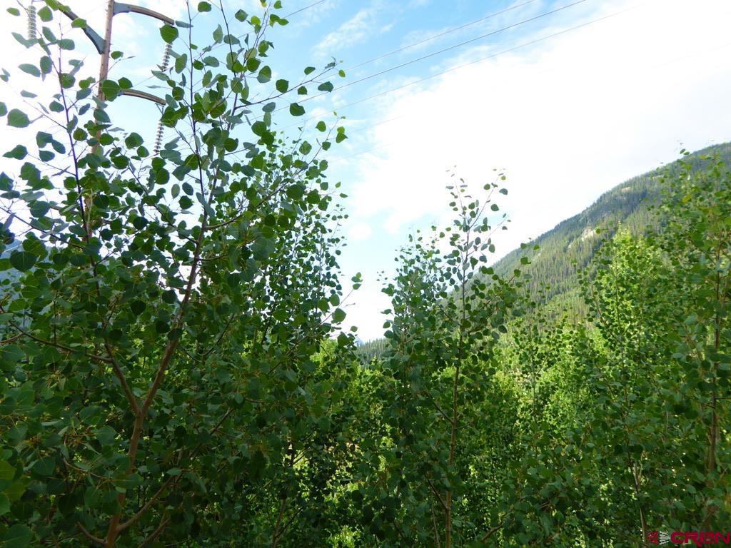 6 Silverton Co 81433 Silverton, CO 81433 - Photo 12 of 33 a view of a tree with a plant