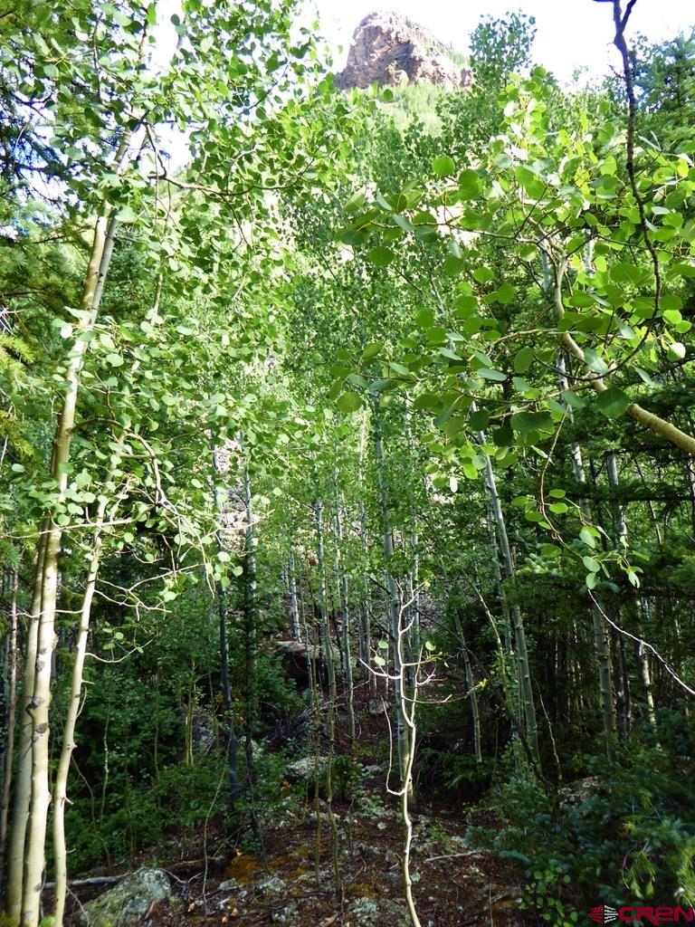 6 Silverton Co 81433 Silverton, CO 81433 - Photo 6 of 33 a view of forest