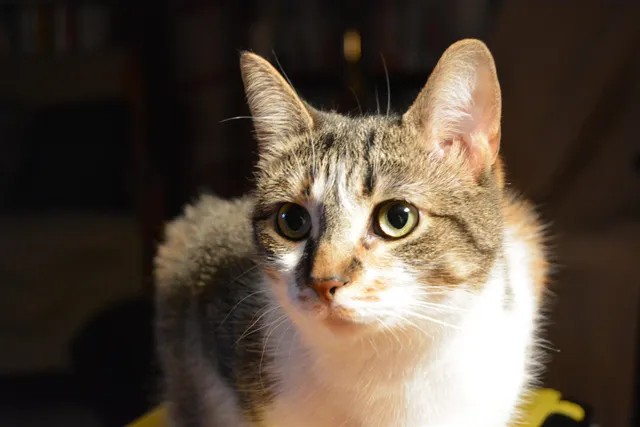 $1,786 | 93 West Street, Unit 25, Milford, NH 03055