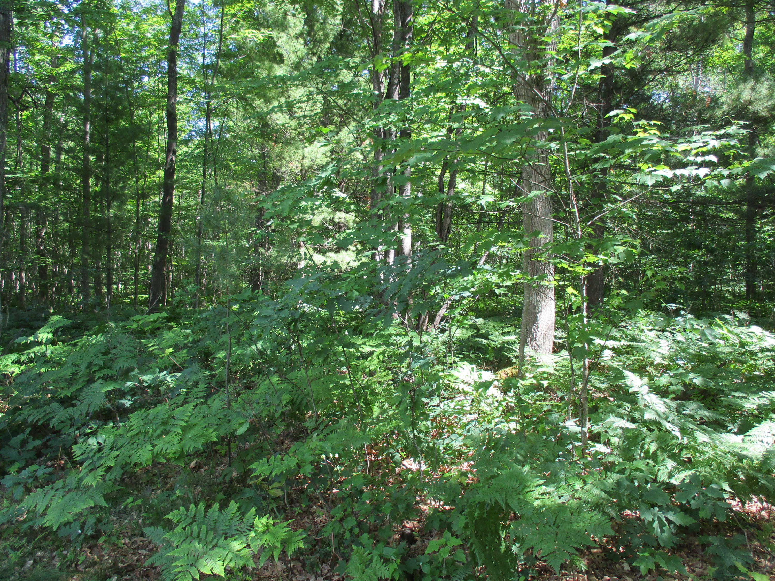 7289 Merrio Road Grayling, MI 49738 - Photo 11 of 35 Gallery Image 11