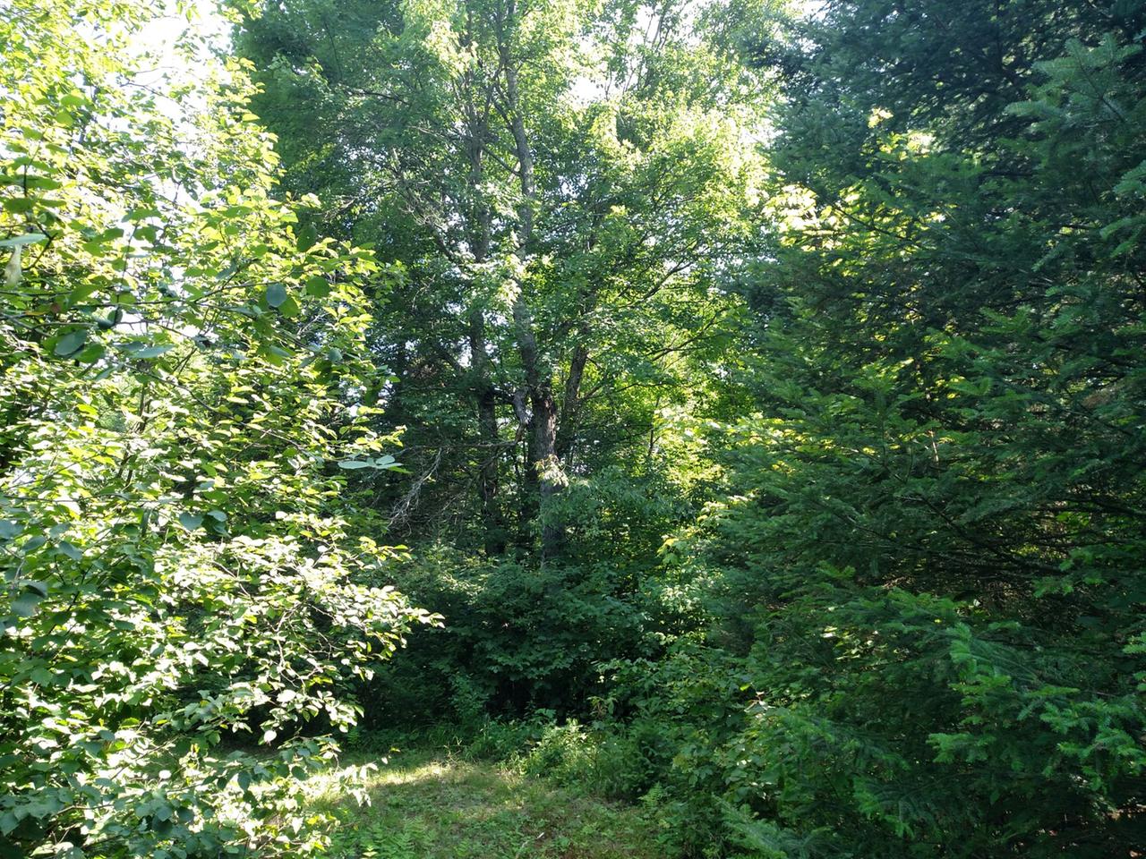 N15891 Eagle Road Butternut, WI 54514 - Photo 23 of 76 Gallery Image 23