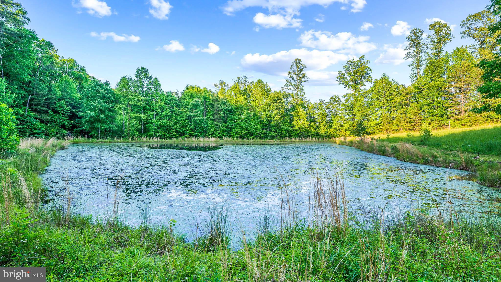 31103 Lumber Road Locust Grove, VA 22508 - Photo 43 of 67 Pond with bass!