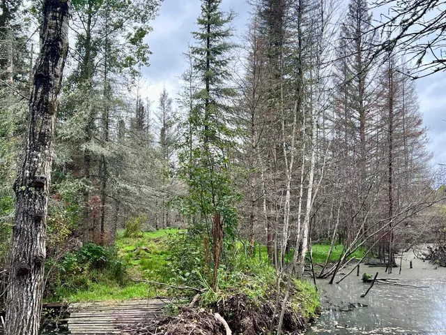 $199,000 | Tbd North White Iron Road, Ely, MN 55731