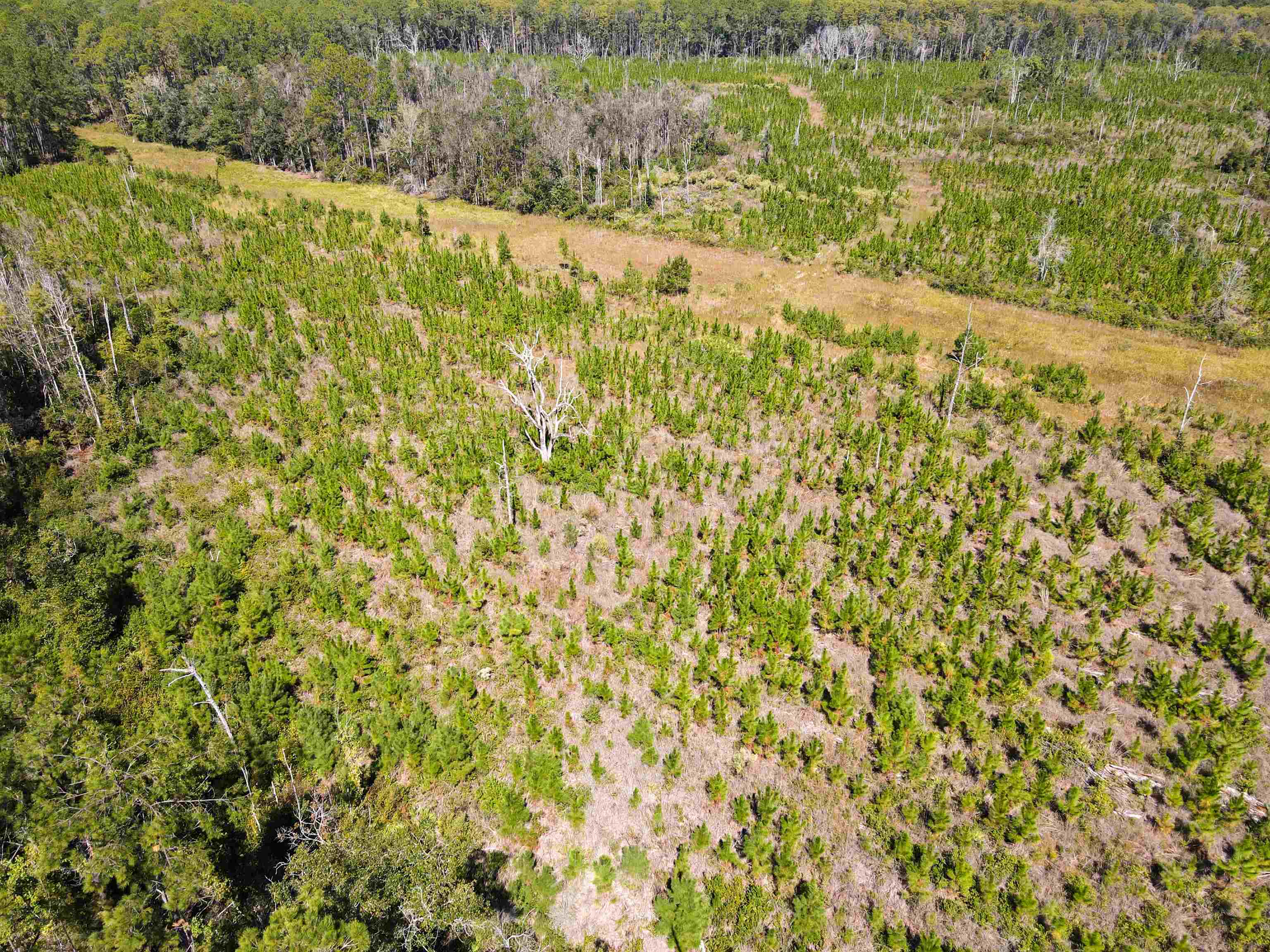 0 Southwest Mount Gilead Road Greenville, FL 32331 - Photo 2 of 33