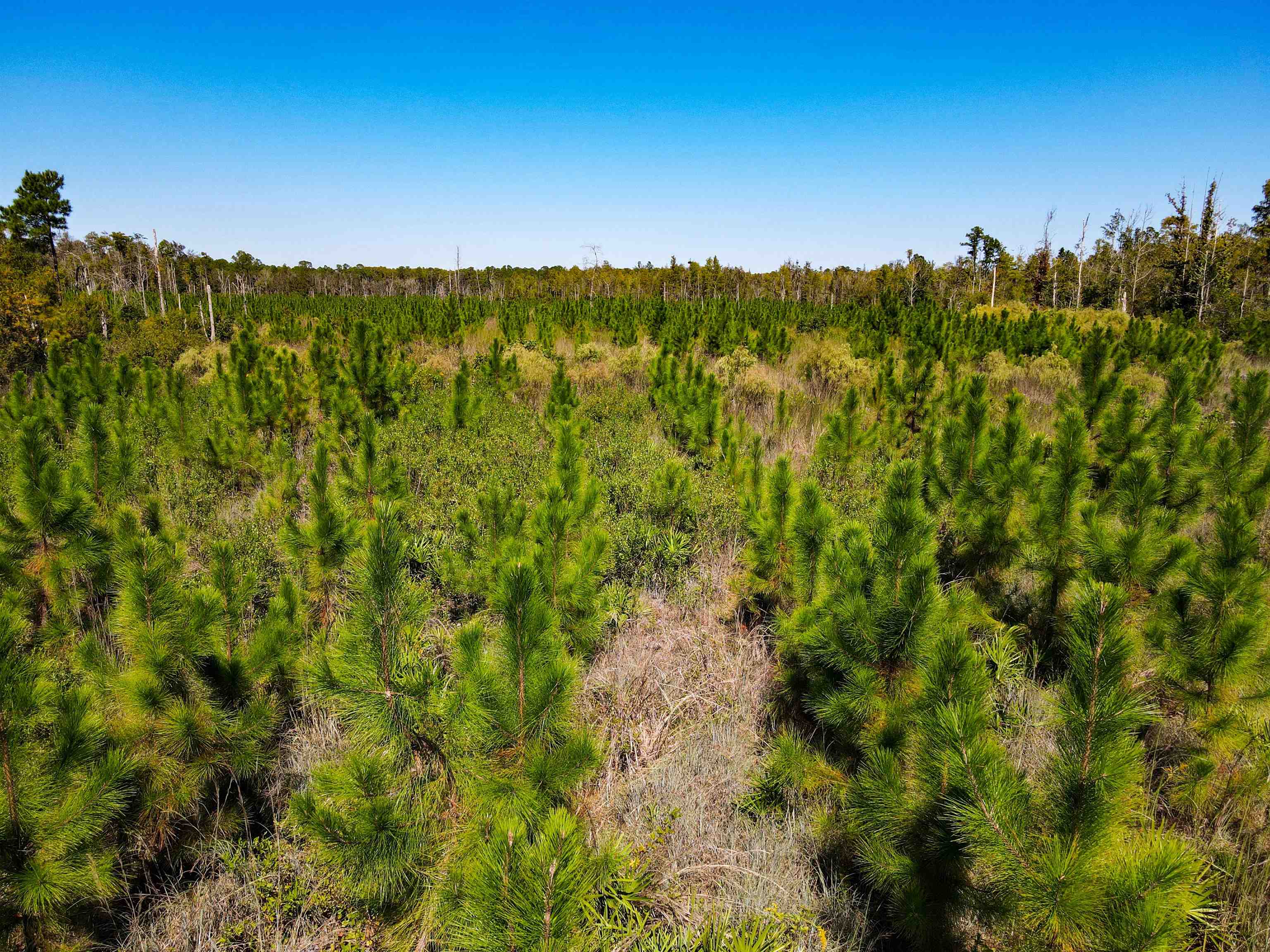 0 Southwest Mount Gilead Road Greenville, FL 32331 - Photo 27 of 33