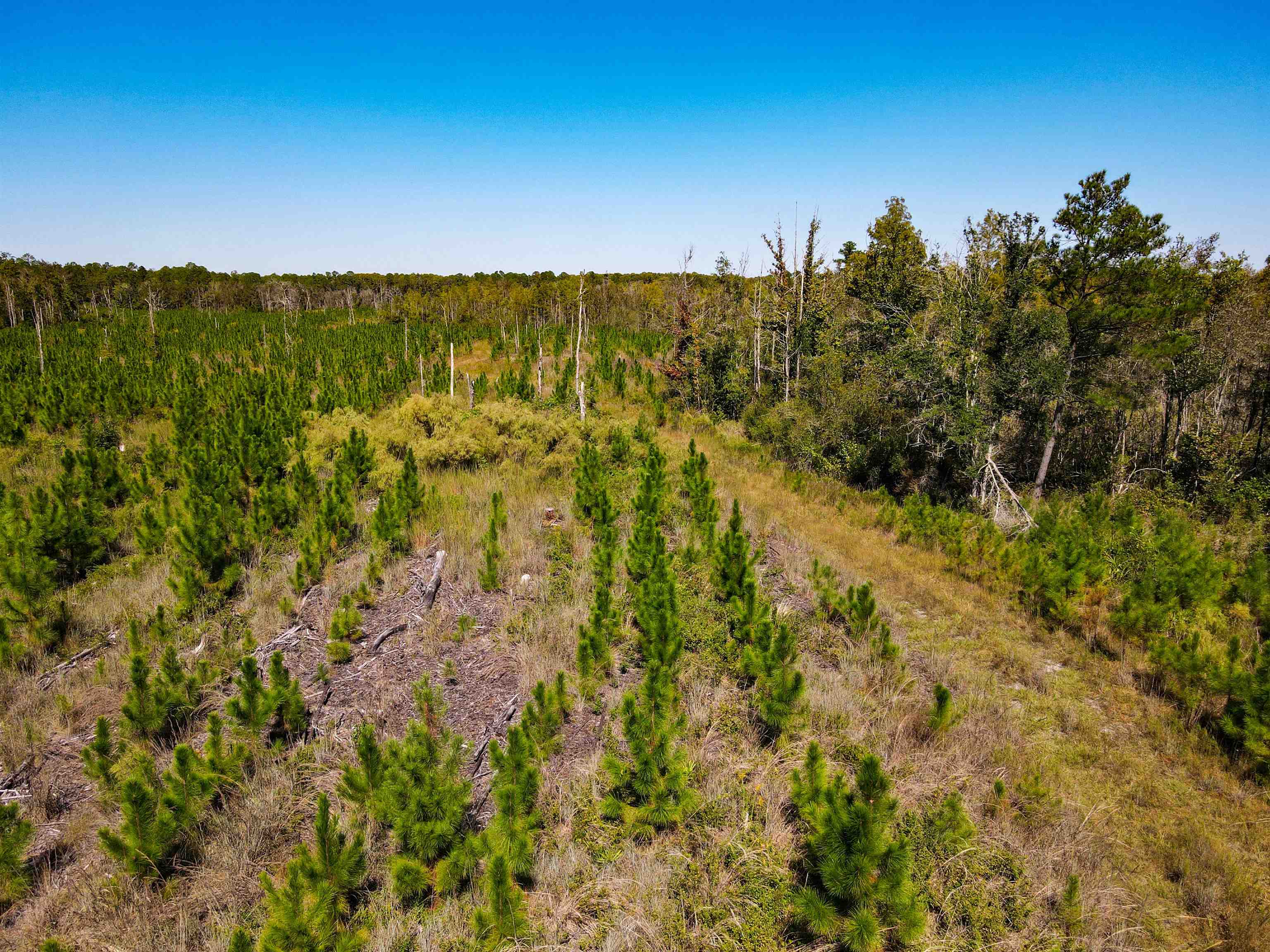 0 Southwest Mount Gilead Road Greenville, FL 32331 - Photo 28 of 33