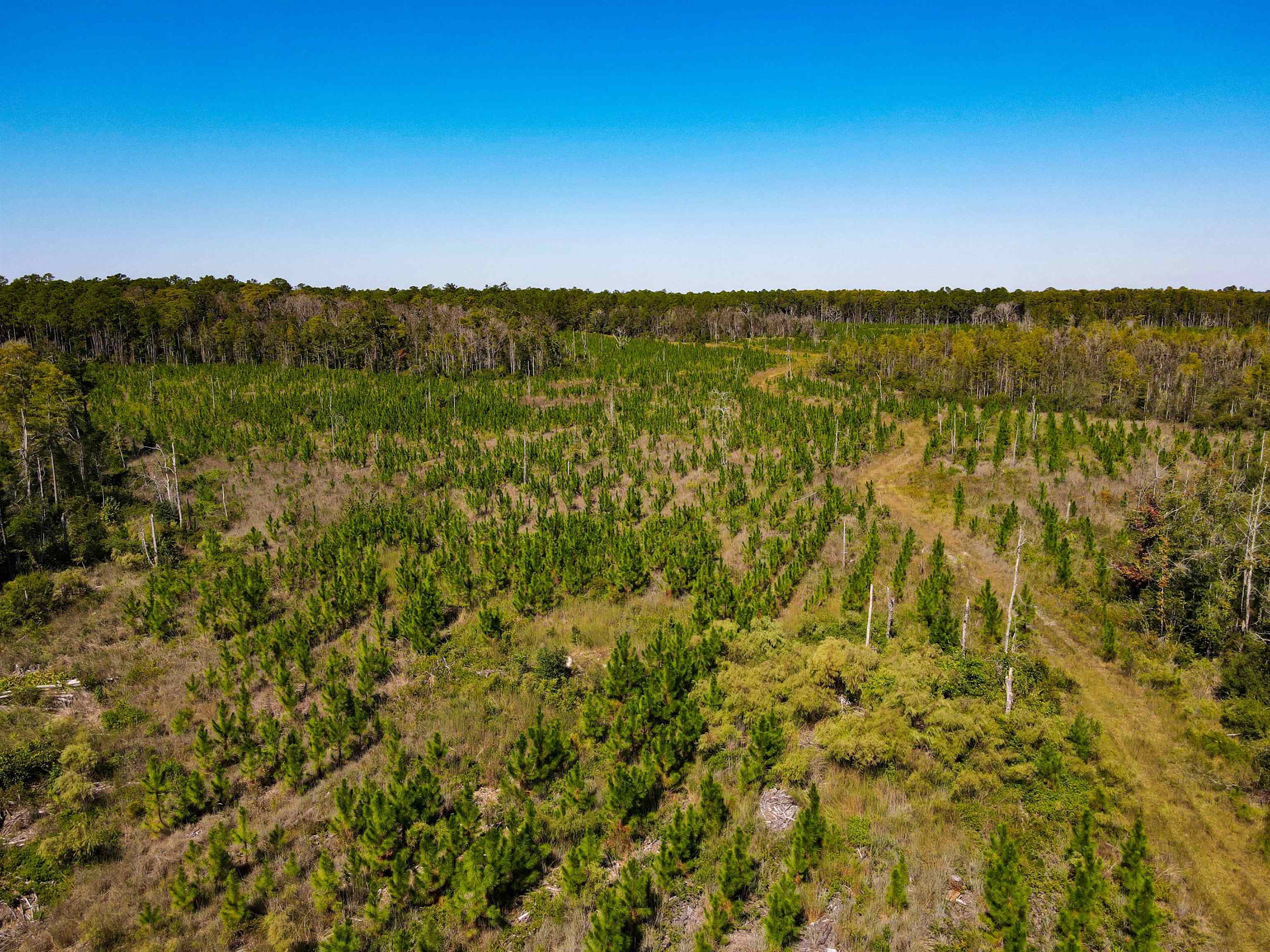 0 Southwest Mount Gilead Road Greenville, FL 32331 - Photo 29 of 33