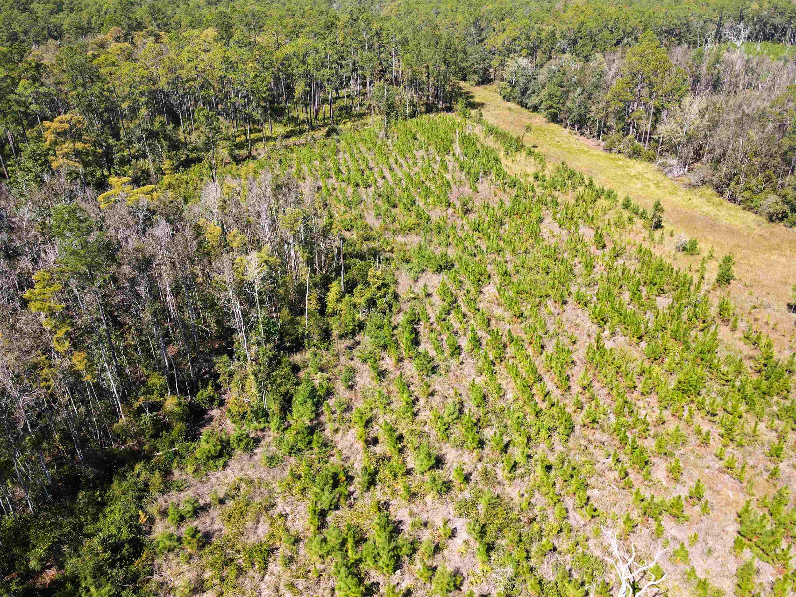 0 Southwest Mount Gilead Road Greenville, FL 32331 - Photo 3 of 33