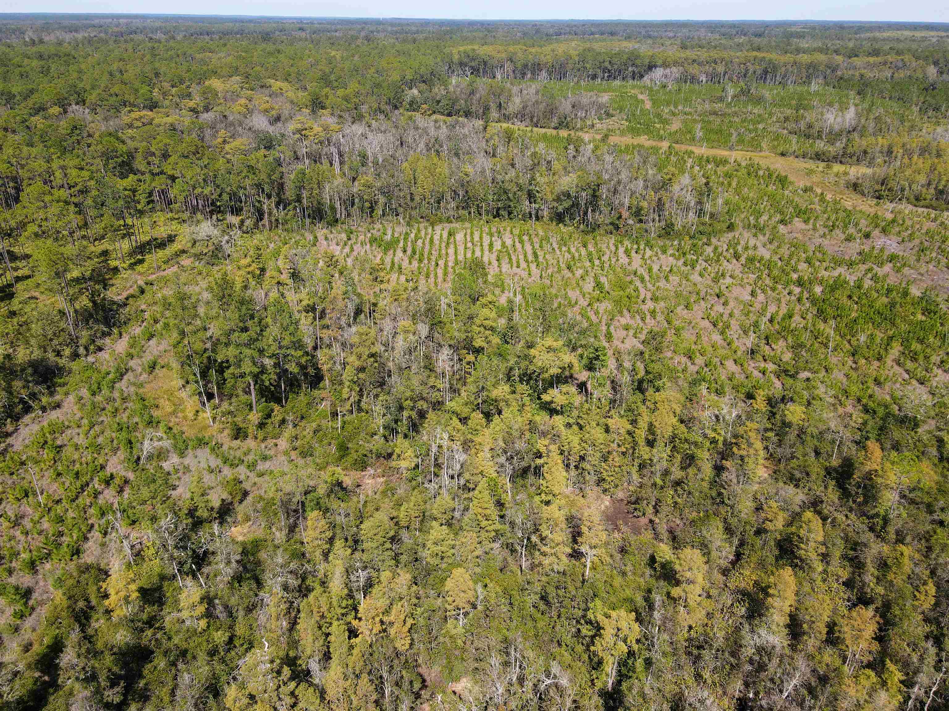 0 Southwest Mount Gilead Road Greenville, FL 32331 - Photo 31 of 33