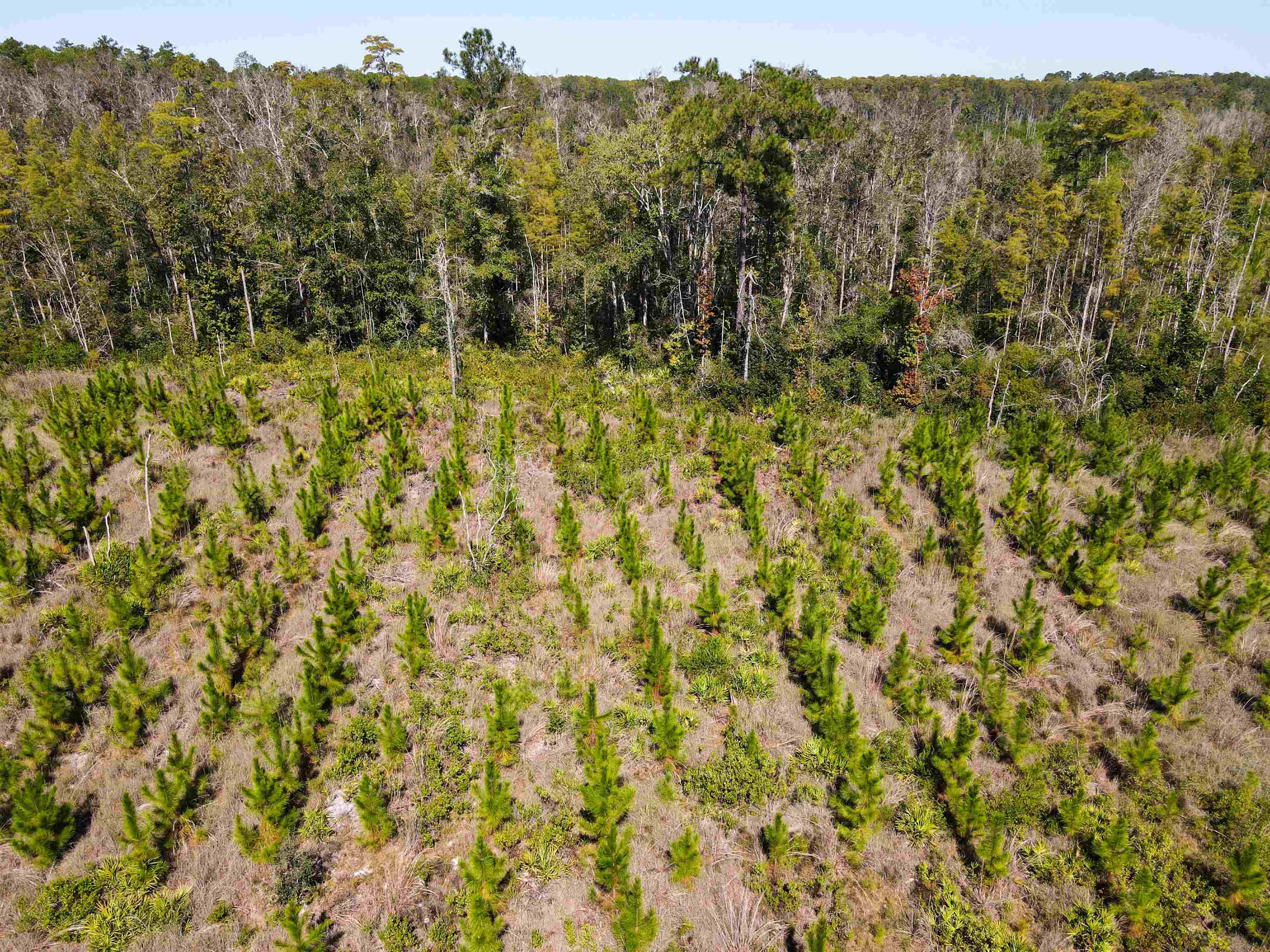 0 Southwest Mount Gilead Road Greenville, FL 32331 - Photo 32 of 33