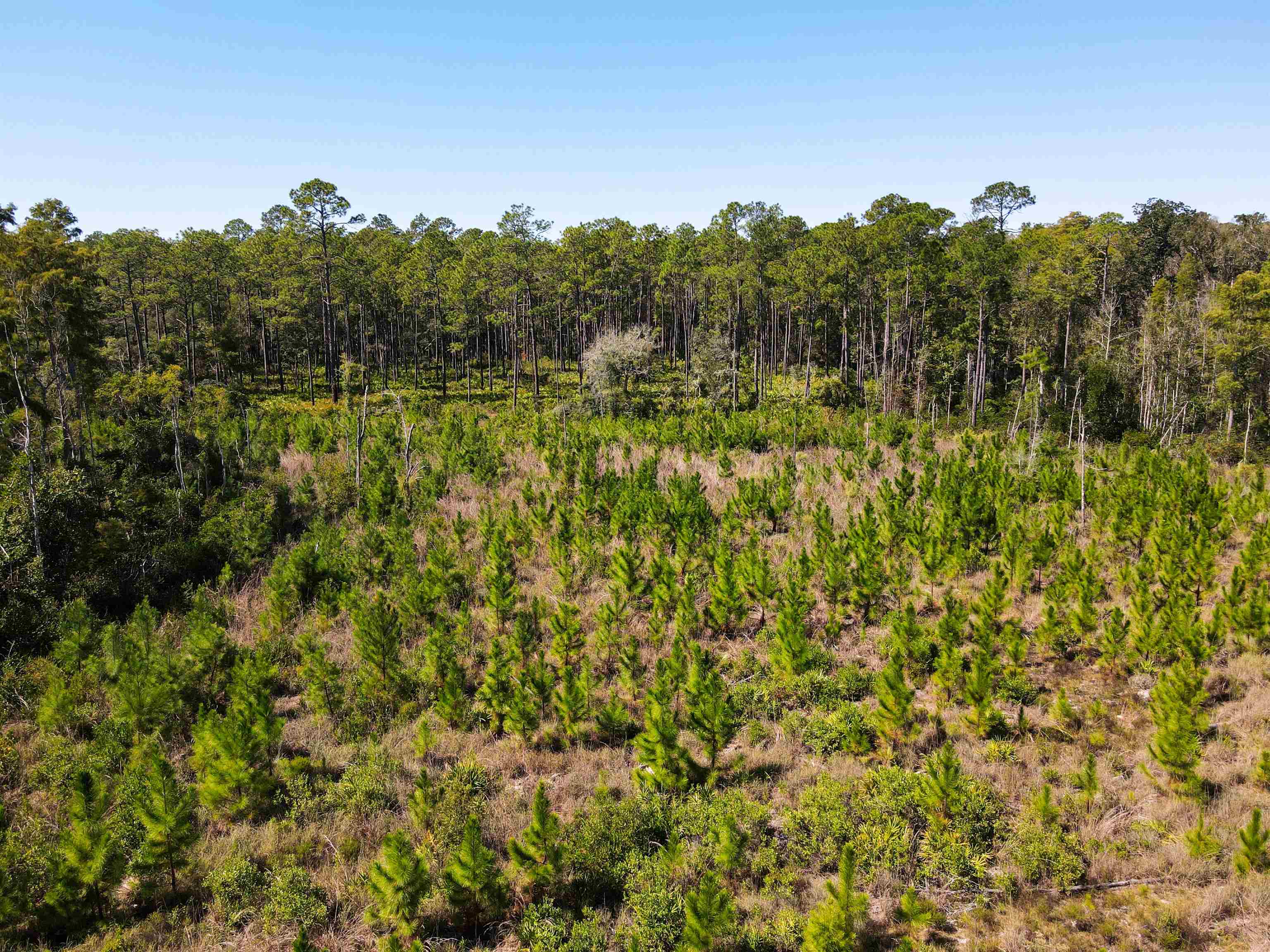 0 Southwest Mount Gilead Road Greenville, FL 32331 - Photo 33 of 33