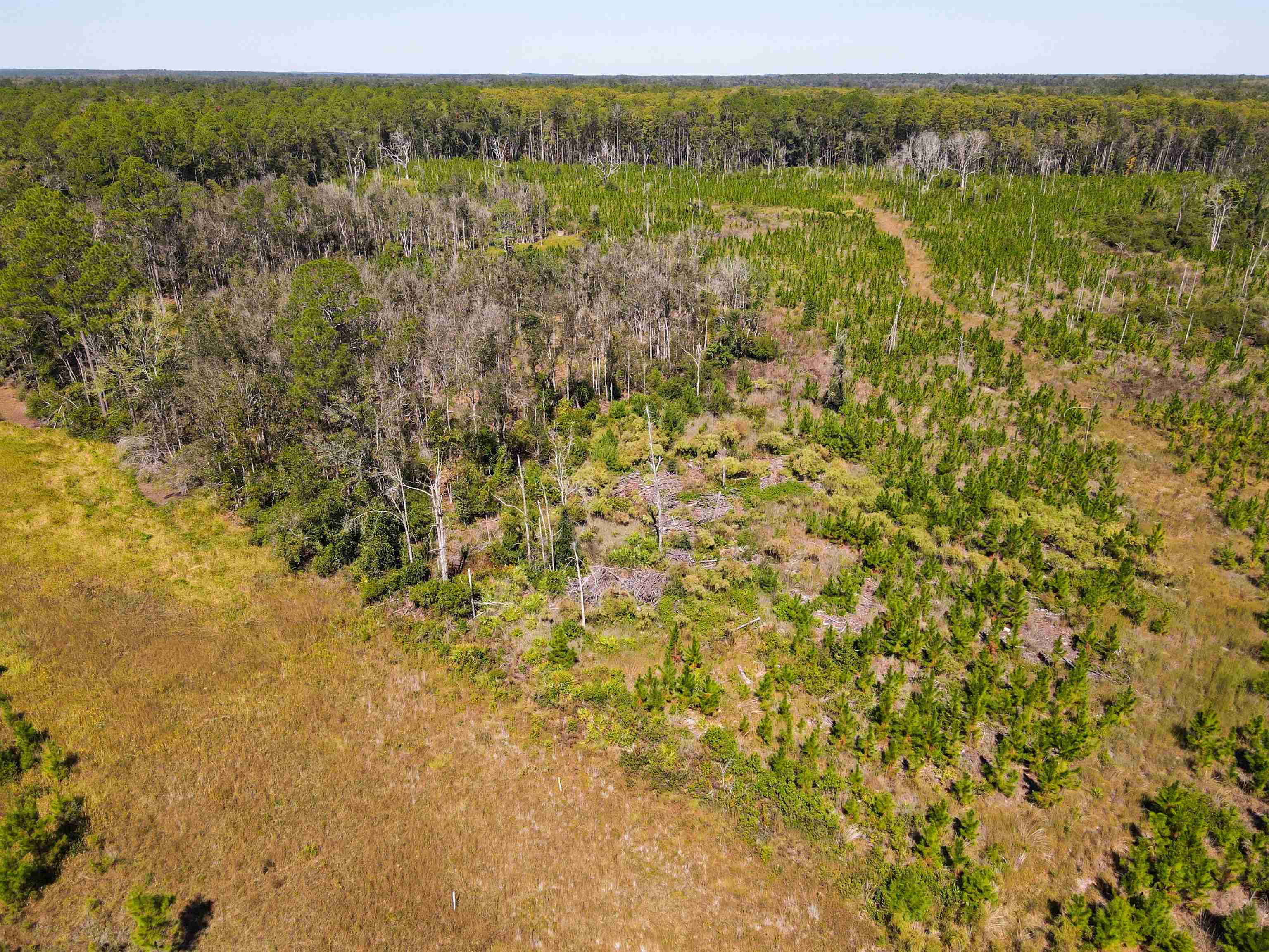 0 Southwest Mount Gilead Road Greenville, FL 32331 - Photo 4 of 33