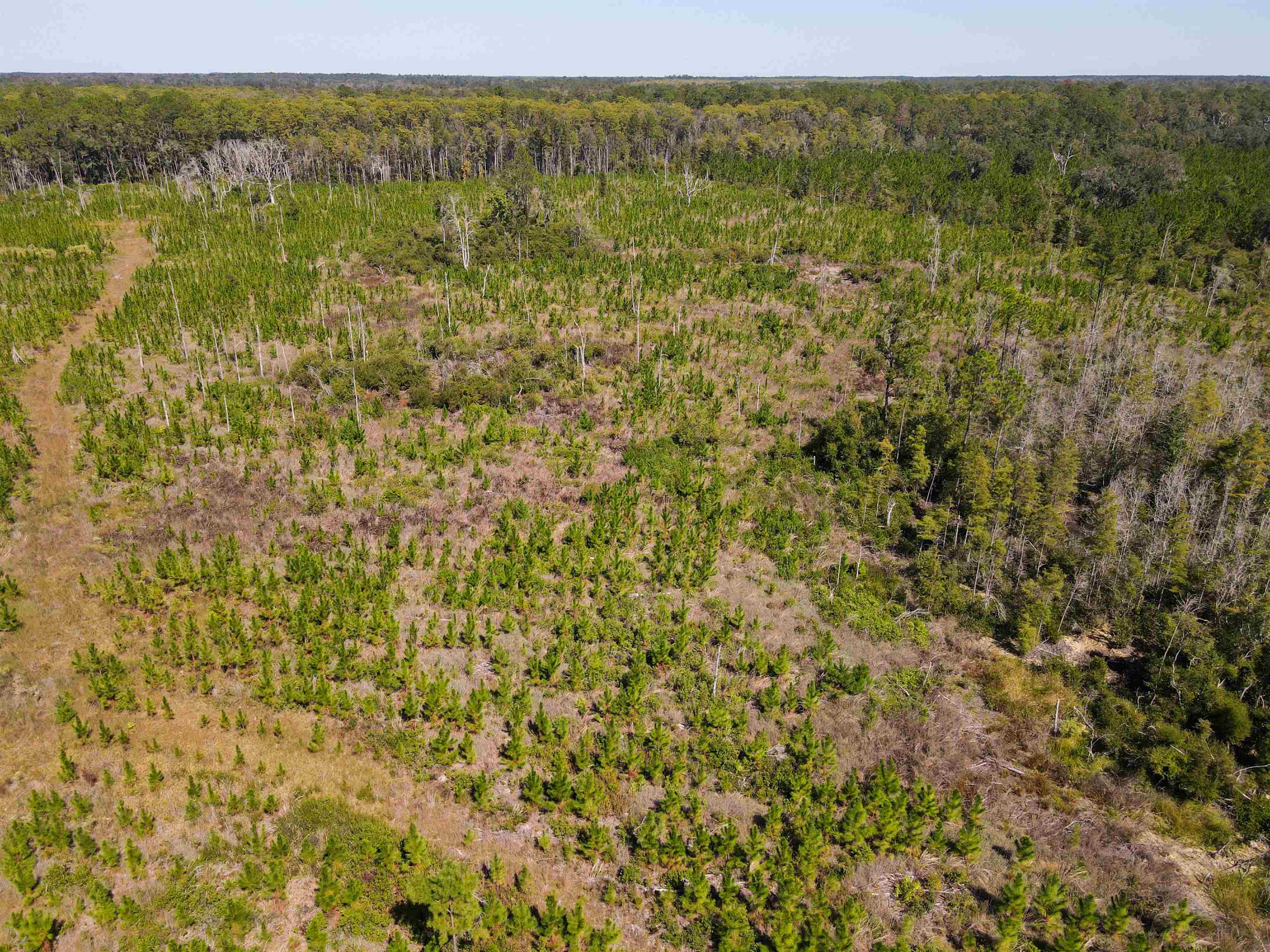 0 Southwest Mount Gilead Road Greenville, FL 32331 - Photo 5 of 33