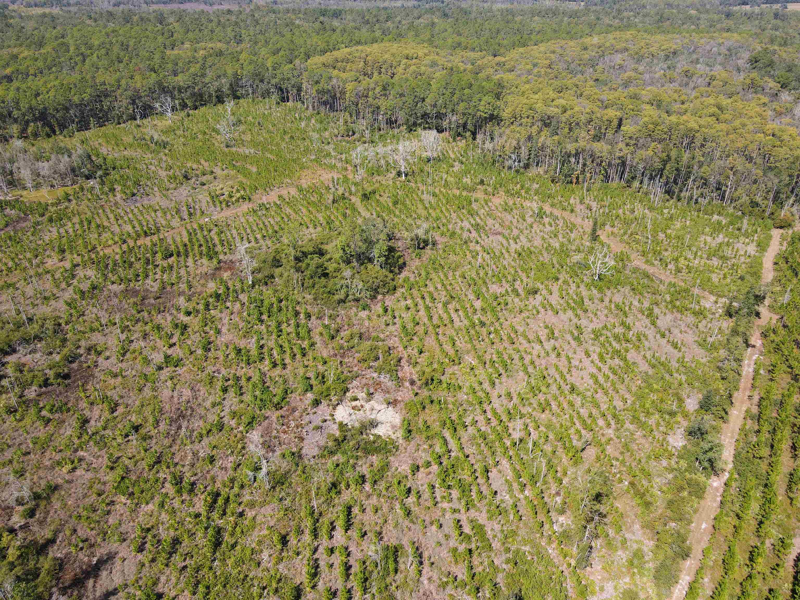 0 Southwest Mount Gilead Road Greenville, FL 32331 - Photo 7 of 33