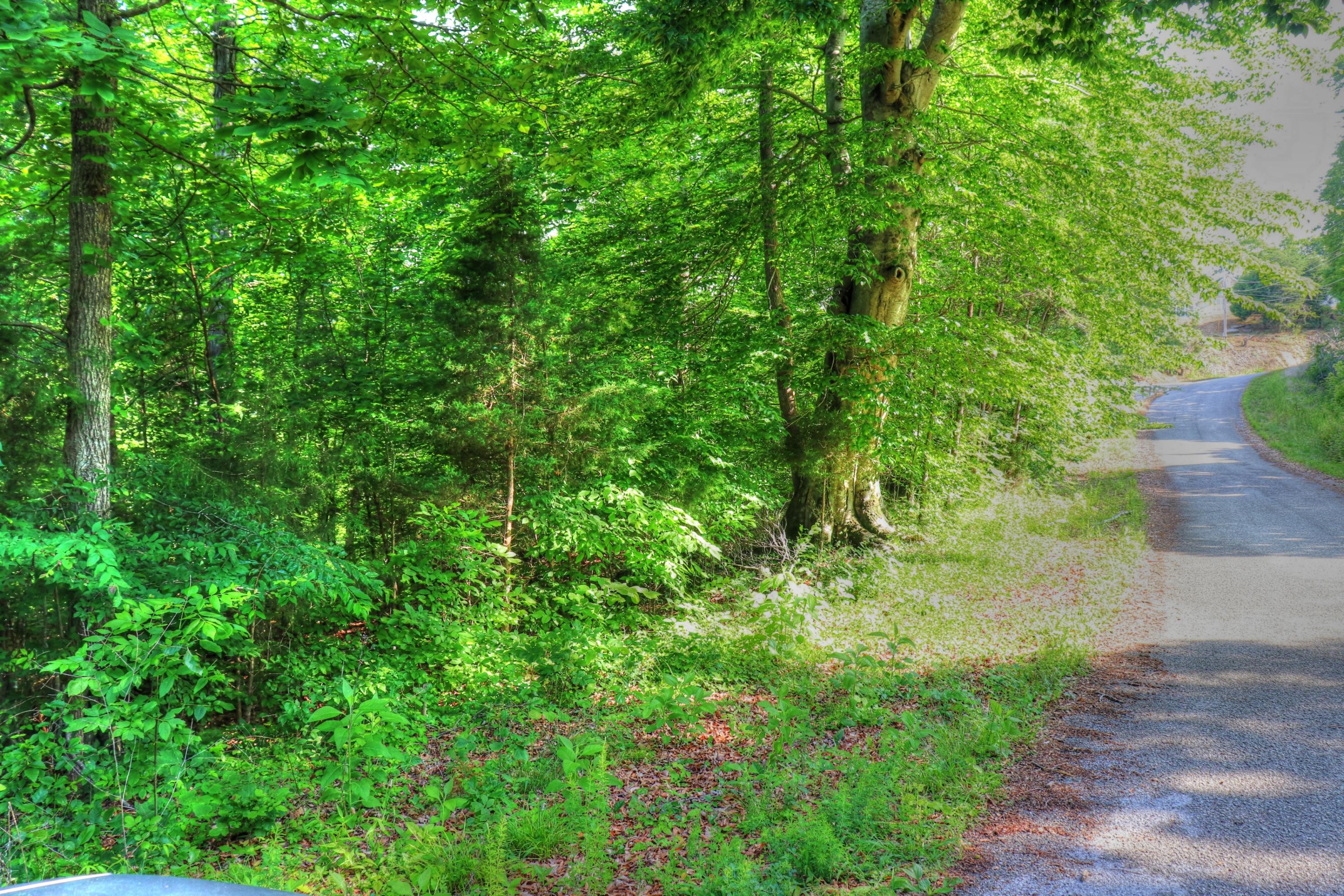 Lot 334 Shoreside Road New Tazewell, TN 37825 - Photo 5 of 28 Lot is to the left
