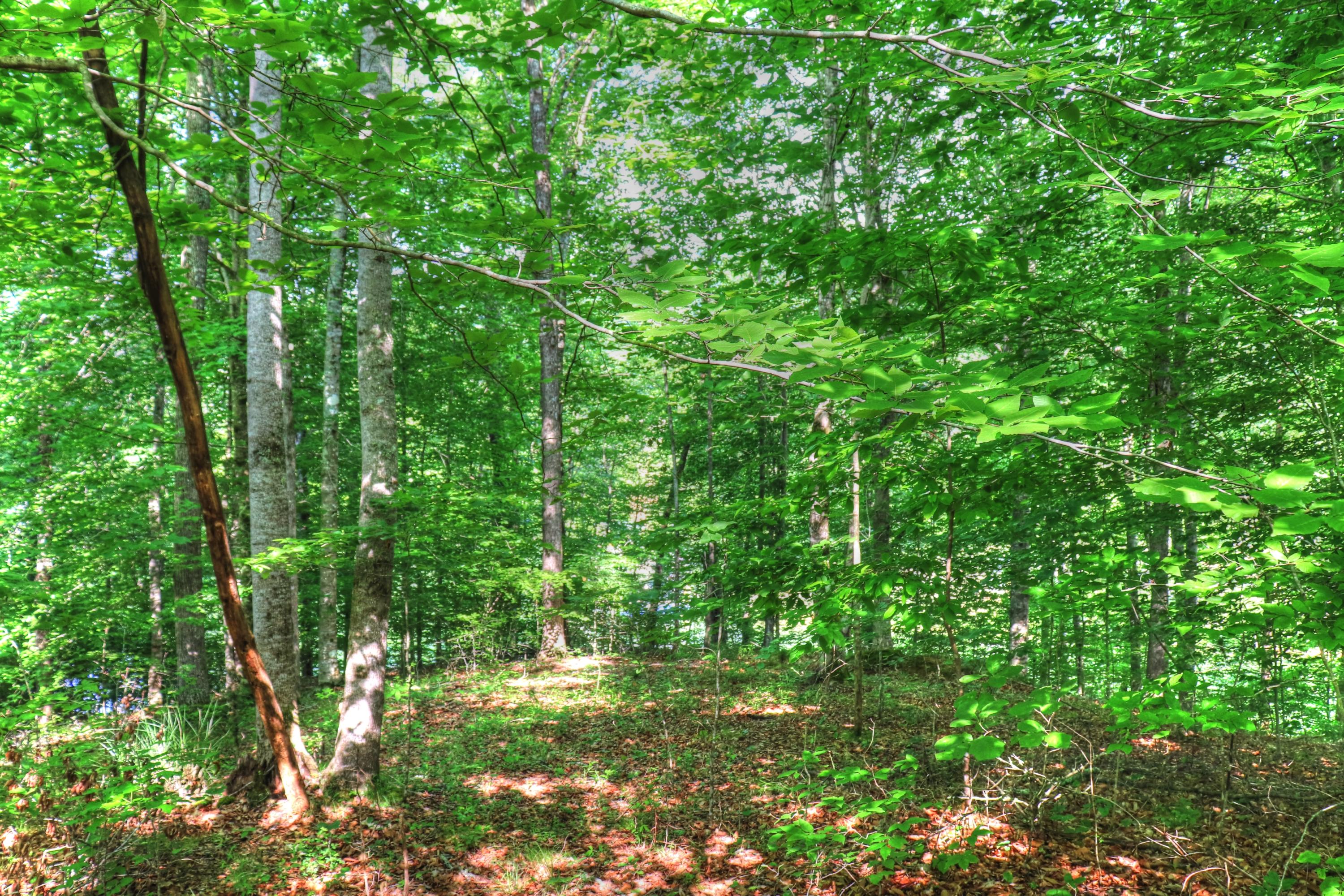 Lot 334 Shoreside Road New Tazewell, TN 37825 - Photo 6 of 28 Level to gently rolling building site