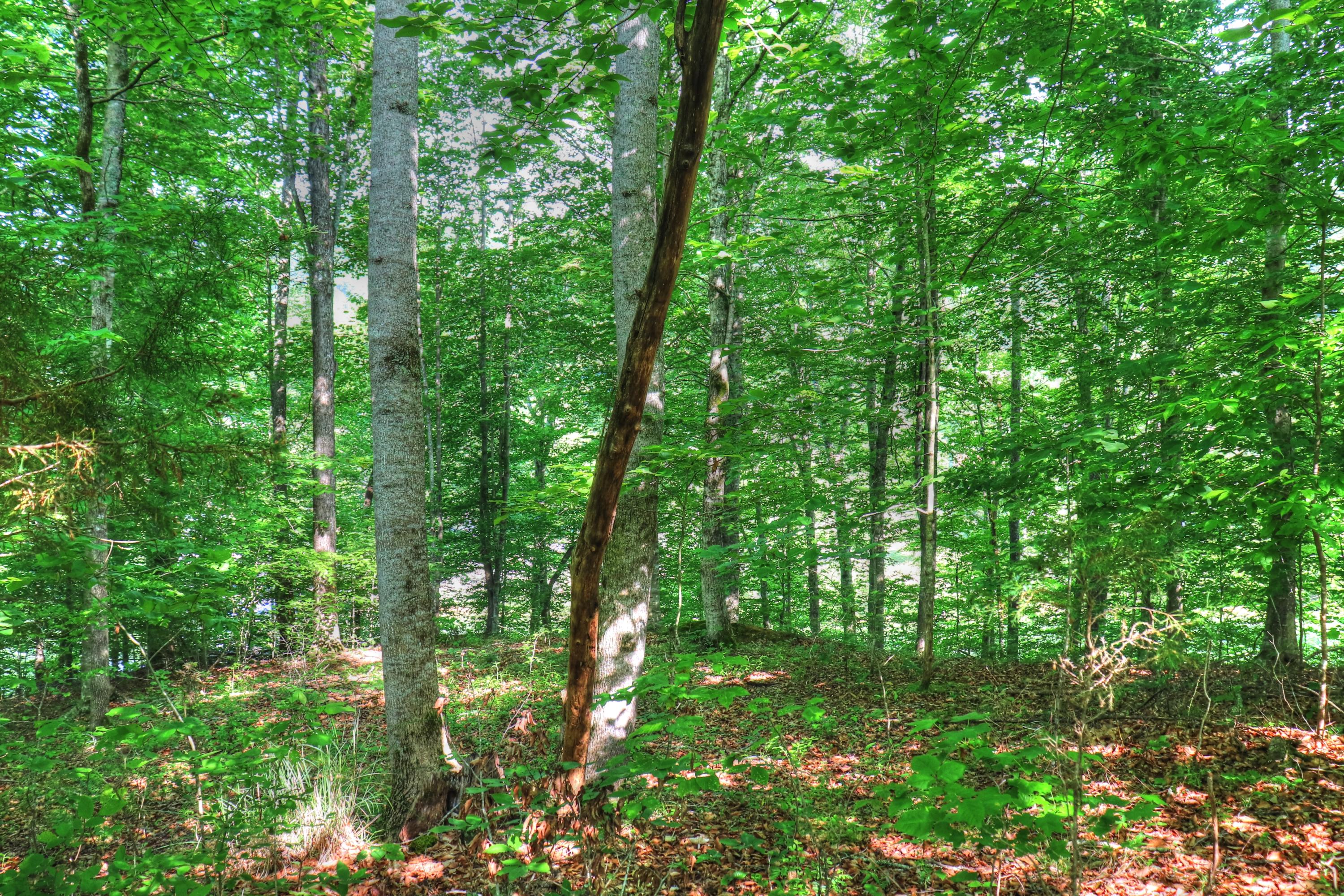 Lot 334 Shoreside Road New Tazewell, TN 37825 - Photo 7 of 28 Wooded lot