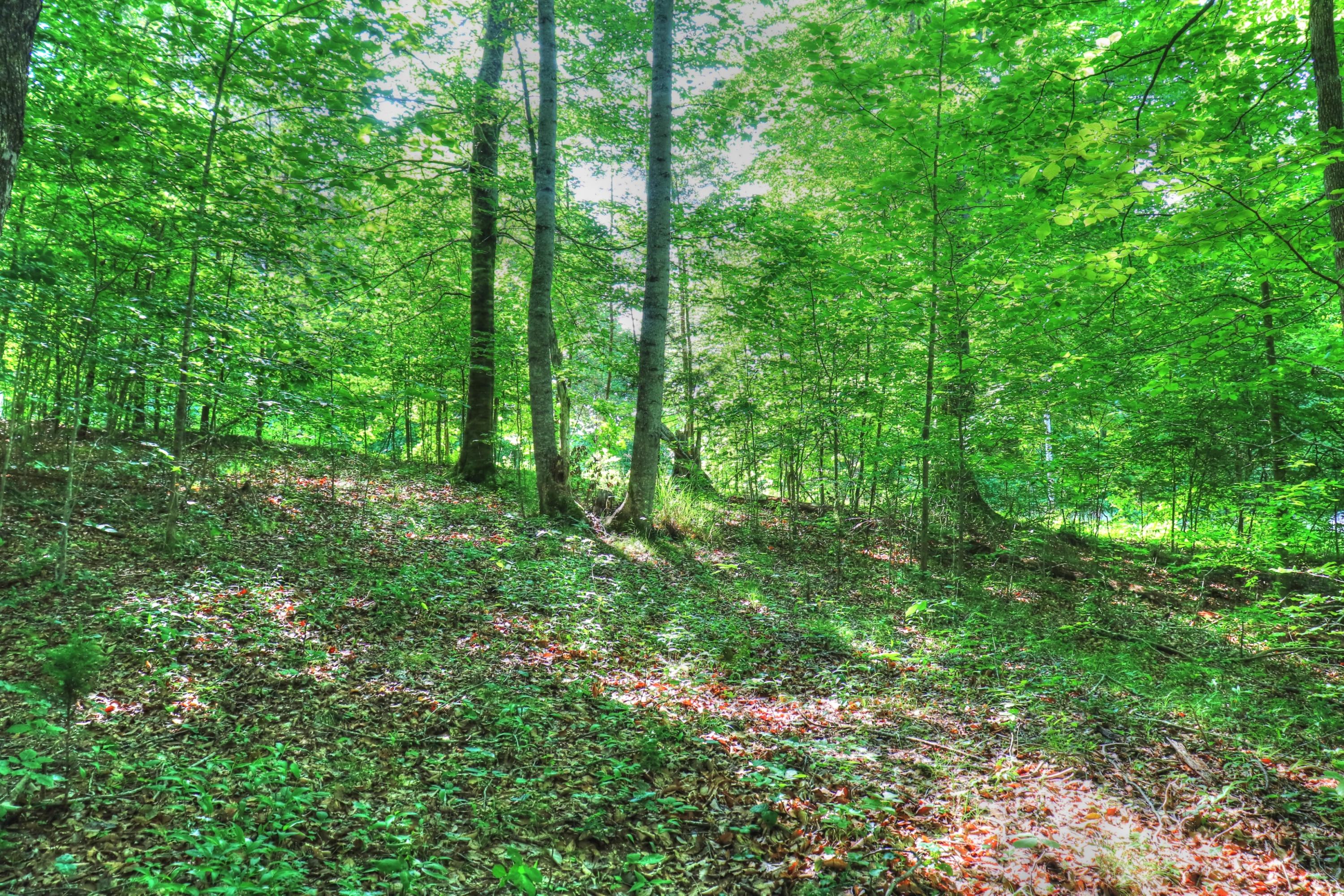 Lot 334 Shoreside Road New Tazewell, TN 37825 - Photo 8 of 28 .6 acre