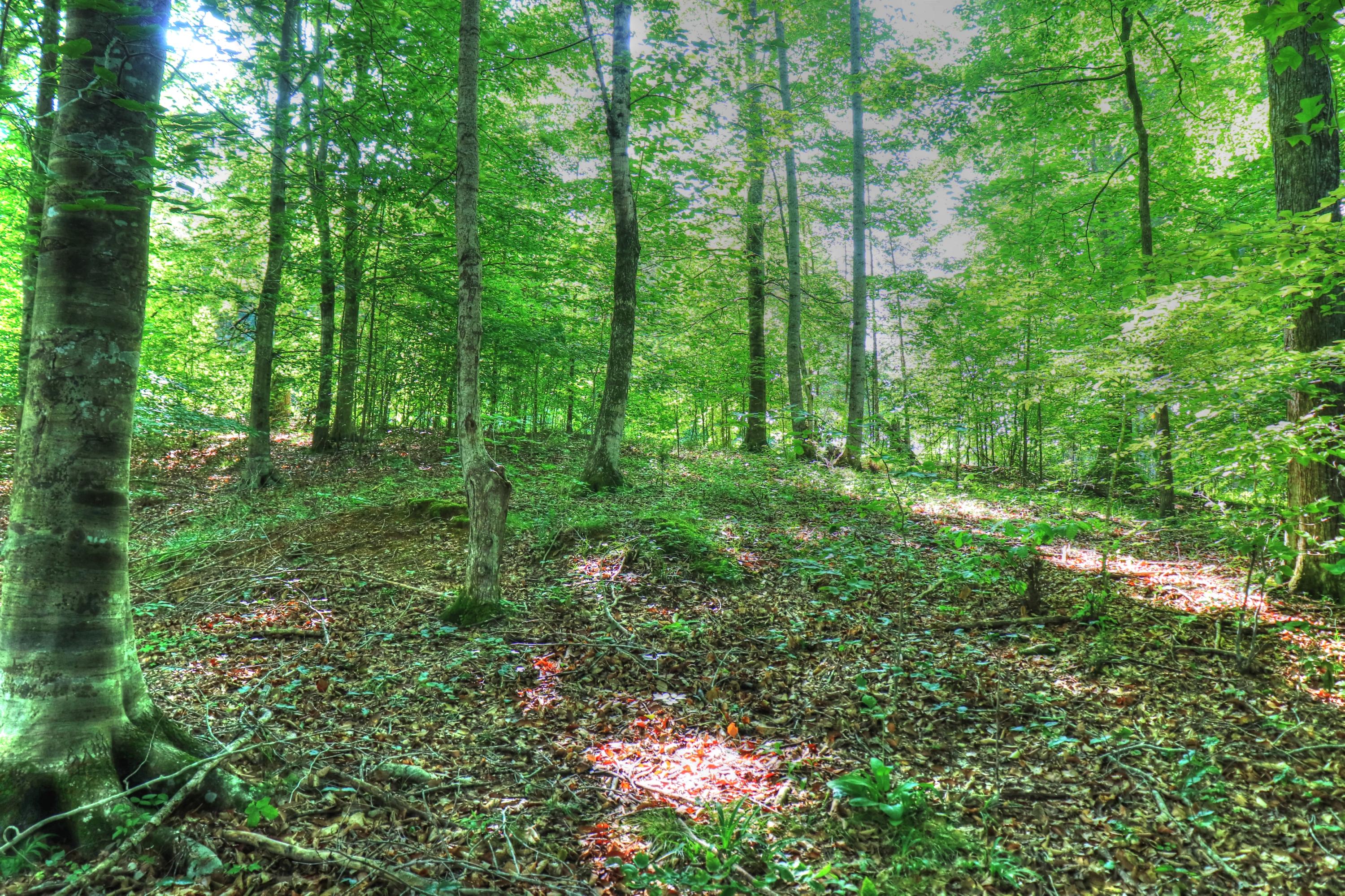 Lot 334 Shoreside Road New Tazewell, TN 37825 - Photo 9 of 28 Rolling to the waters edge