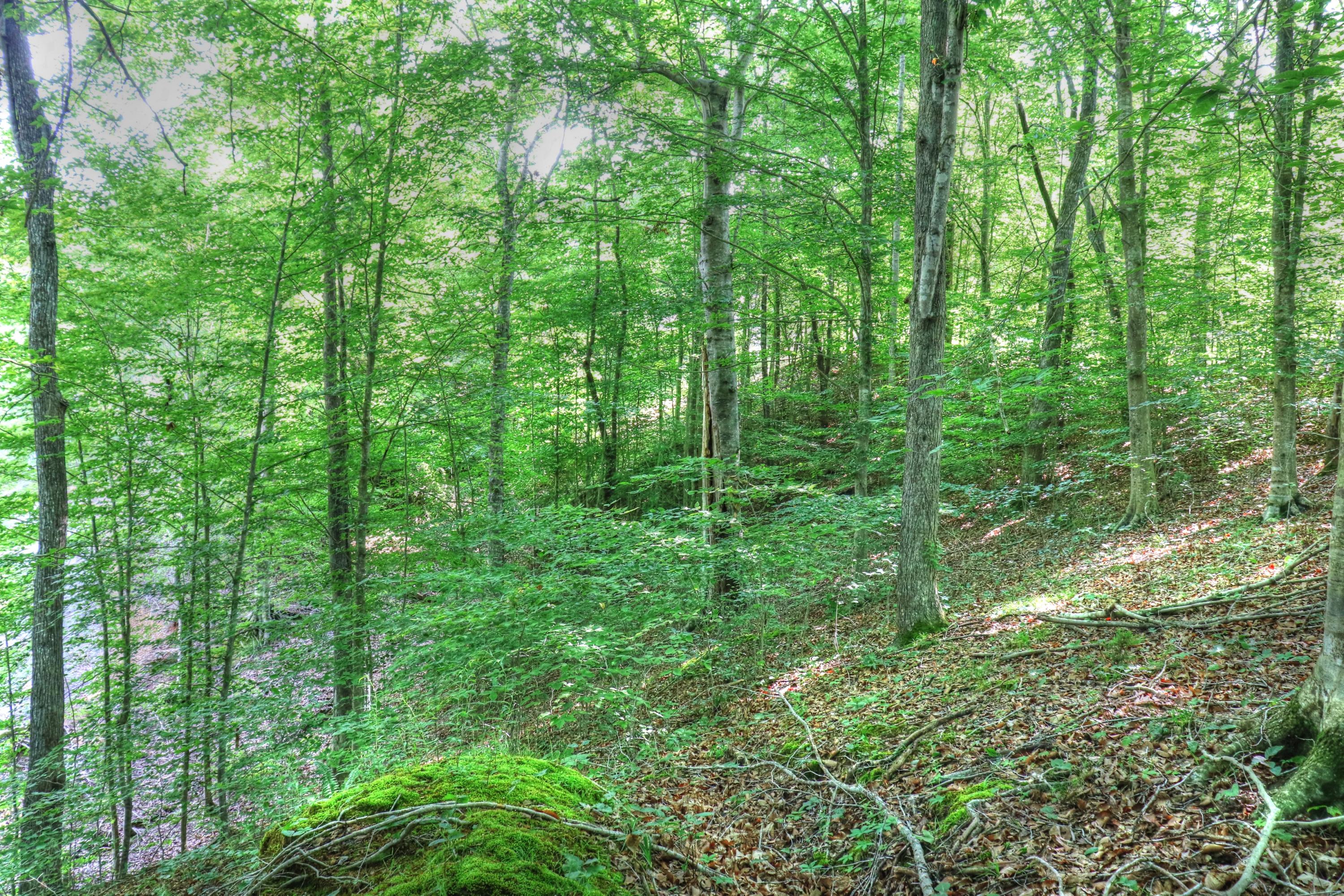 Lot 334 Shoreside Road New Tazewell, TN 37825 - Photo 10 of 28 Approx 200 feet of shoreline