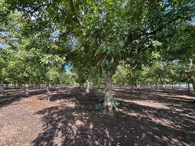 0 Gallagher Road Rio Oso, CA 95674 - Photo 3 of 7 a view of a dirt road with trees