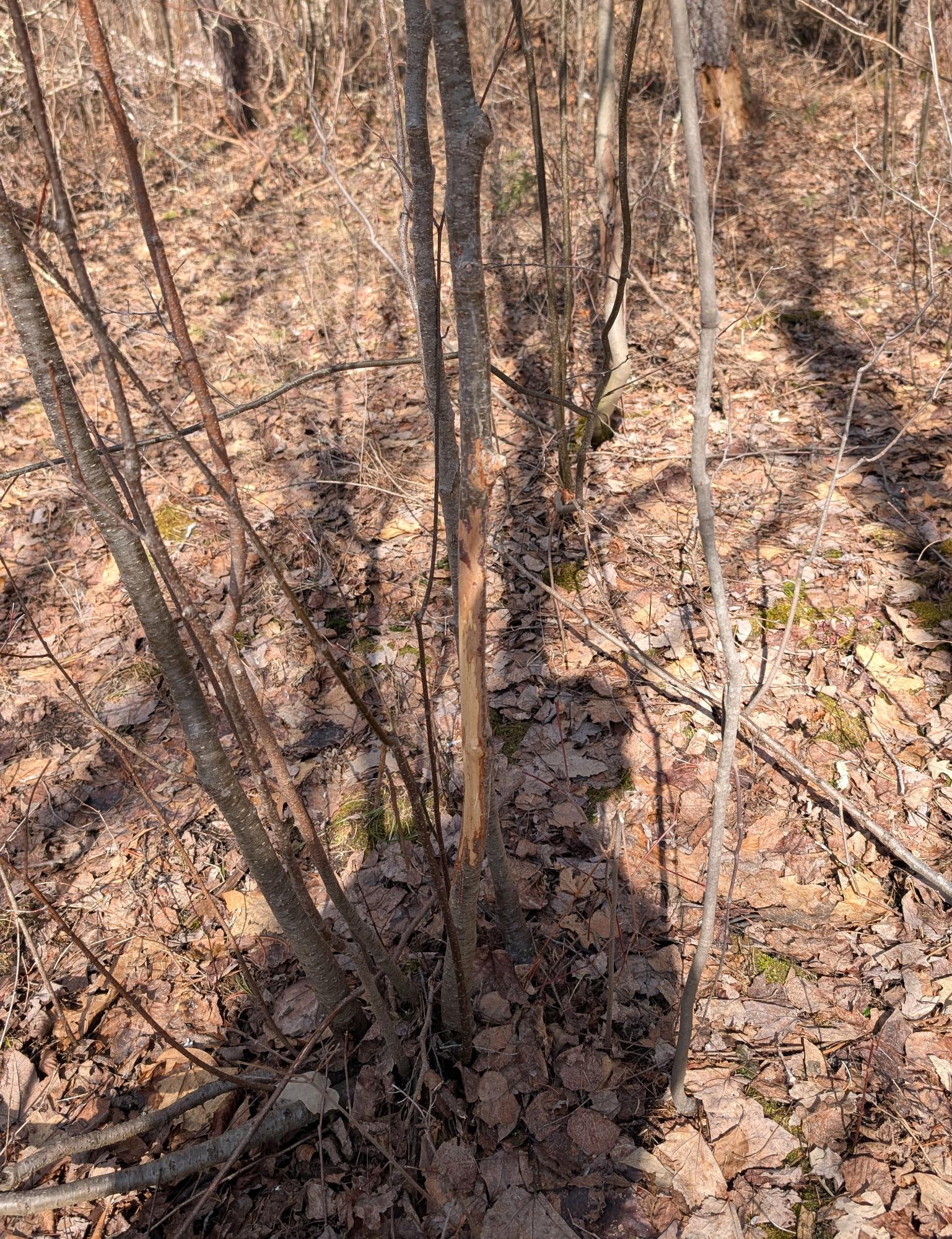 0 Other Springbrook, WI 54875 - Photo 13 of 27 Gallery Image 13