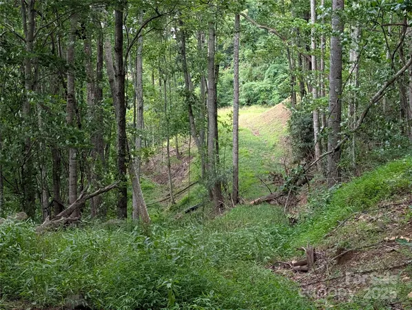 a view of a forest with trees