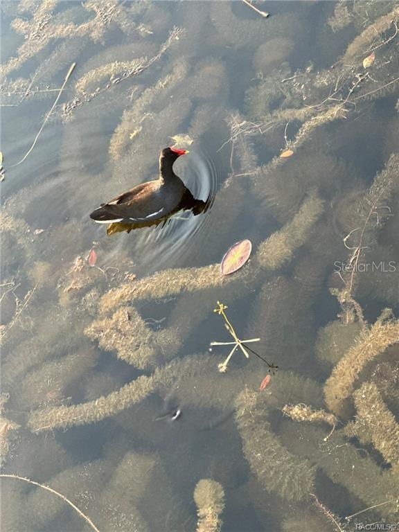 4010 East Dandy Loop Hernando, FL 34442 - Photo 24 of 30 a close view of tap