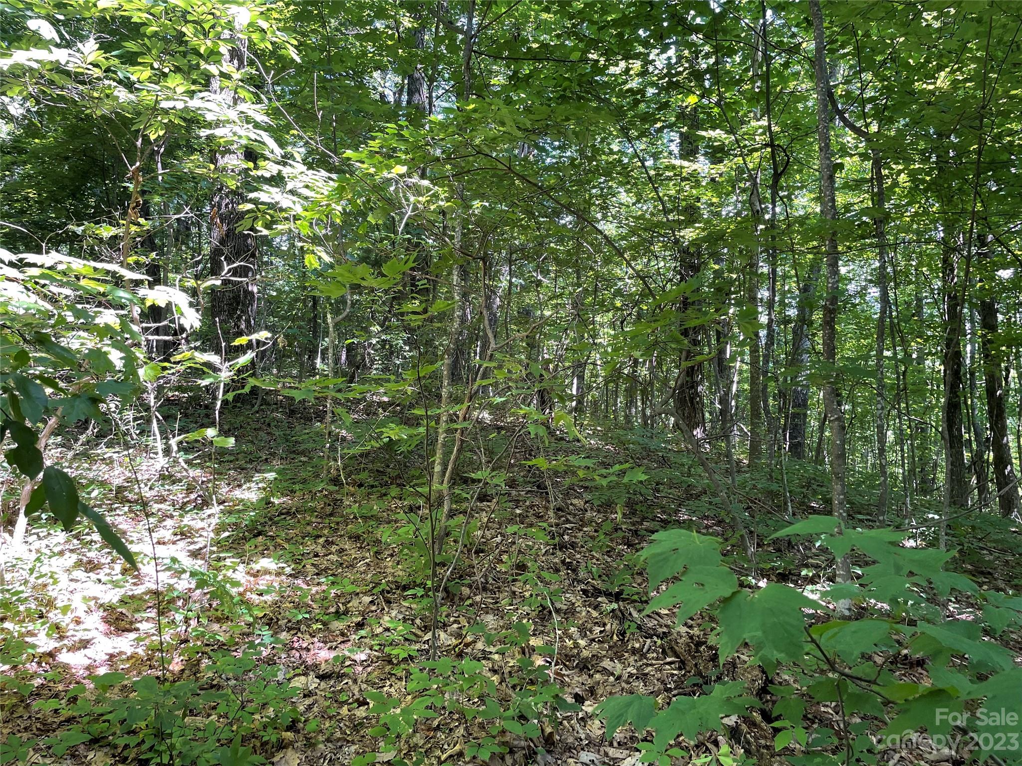 0 Old Mount Olivet Road Zirconia, NC 28790 - Photo 11 of 16 a view of a forest