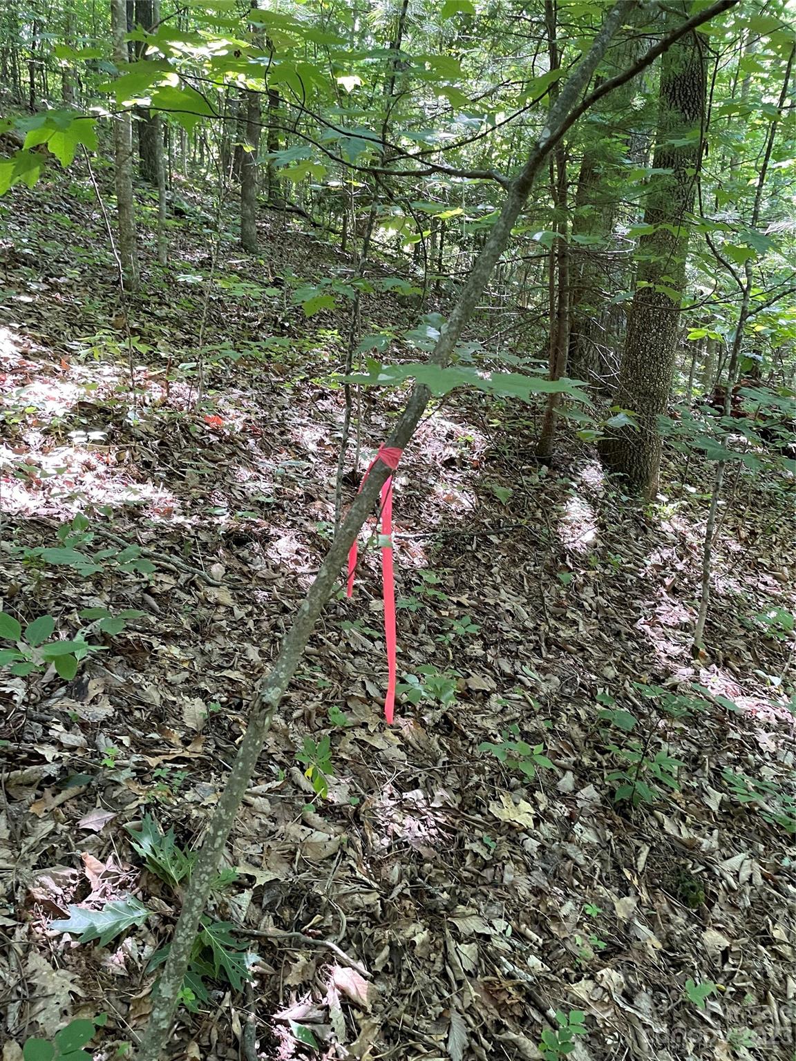 0 Old Mount Olivet Road Zirconia, NC 28790 - Photo 12 of 16 a view of a forest with a tree