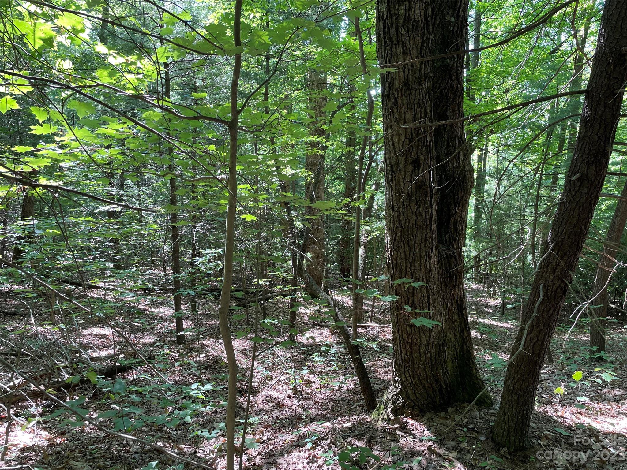 0 Old Mount Olivet Road Zirconia, NC 28790 - Photo 15 of 16 a view of outdoor space and trees